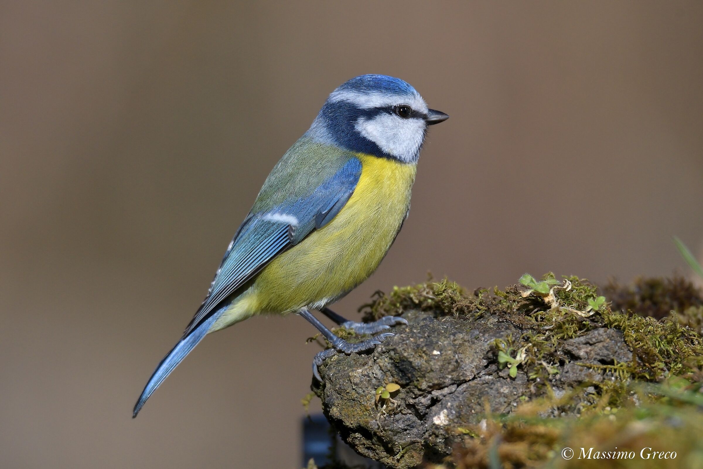 Cinciarella (Cyanistes caeruleus)