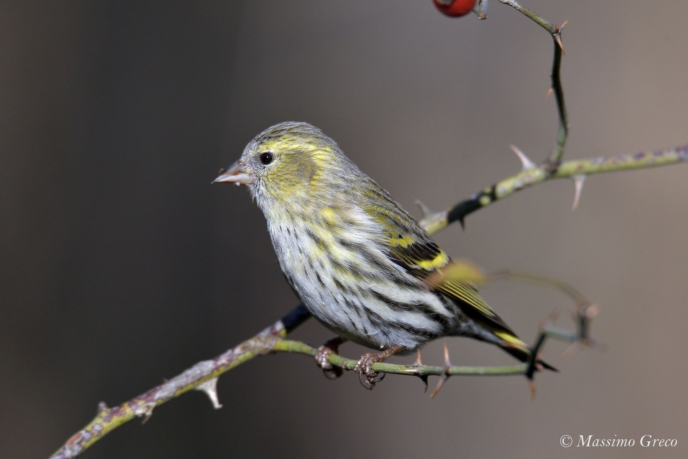 Lucherino (Spinus spinus)