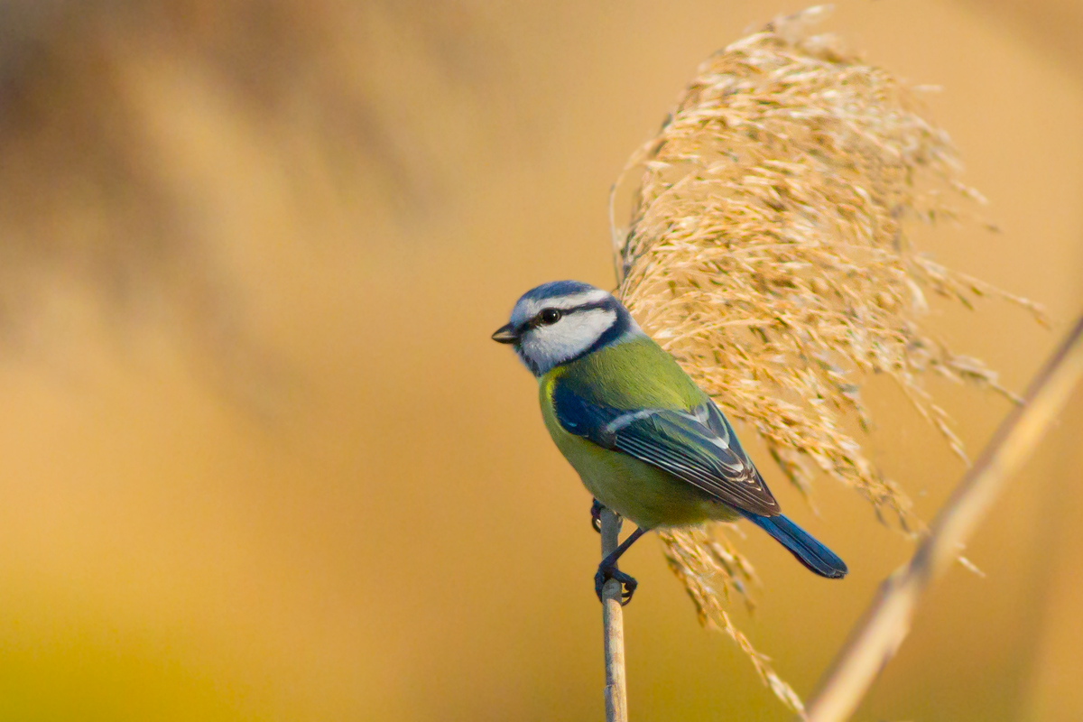 Blue Tit