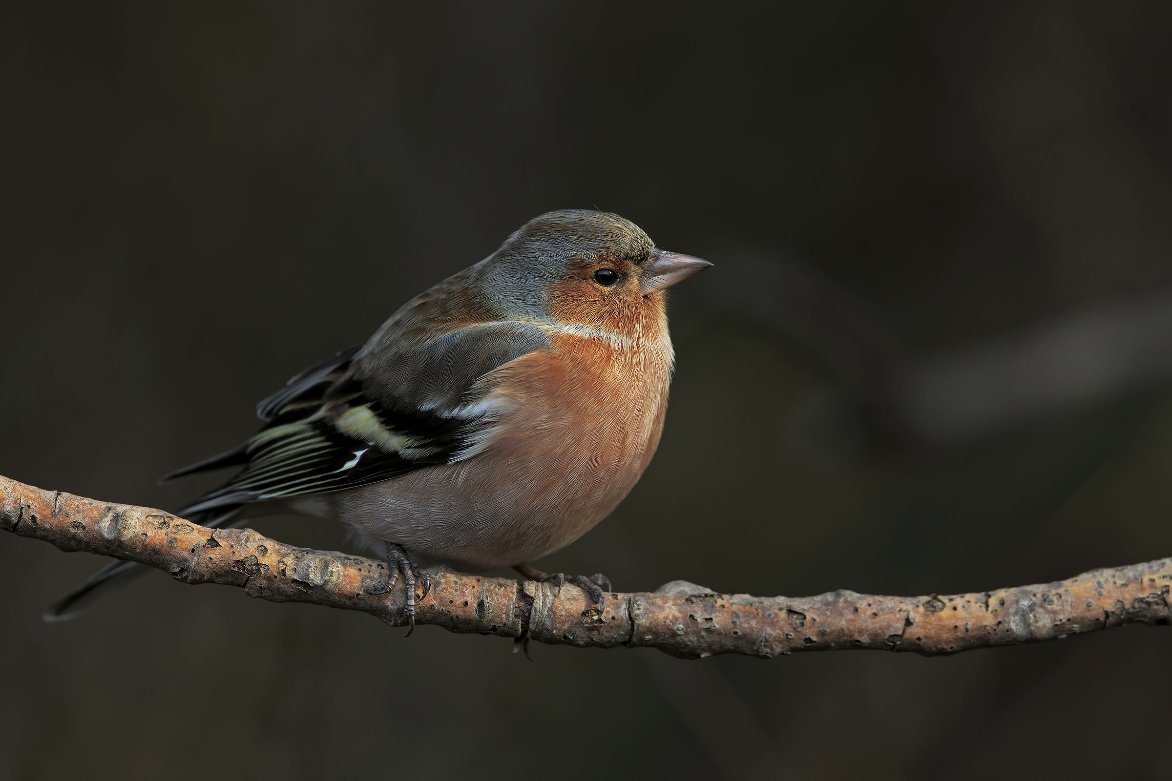 Chaffinch