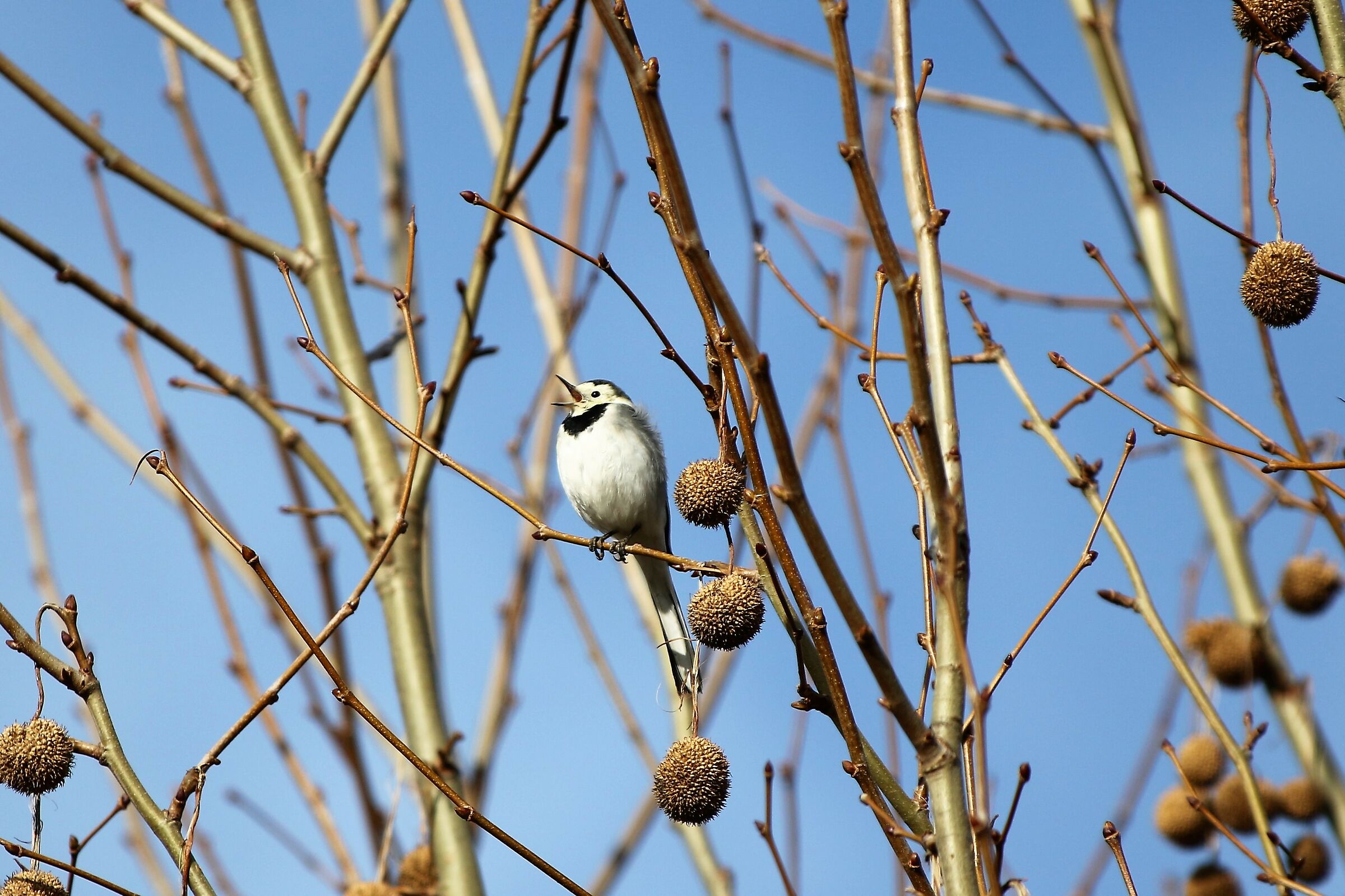 white ballerina bass oase