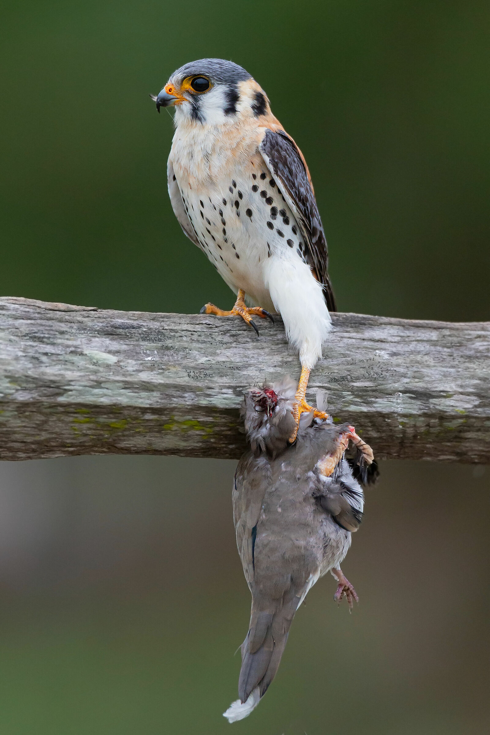 quiriquiri, falco sparviere.