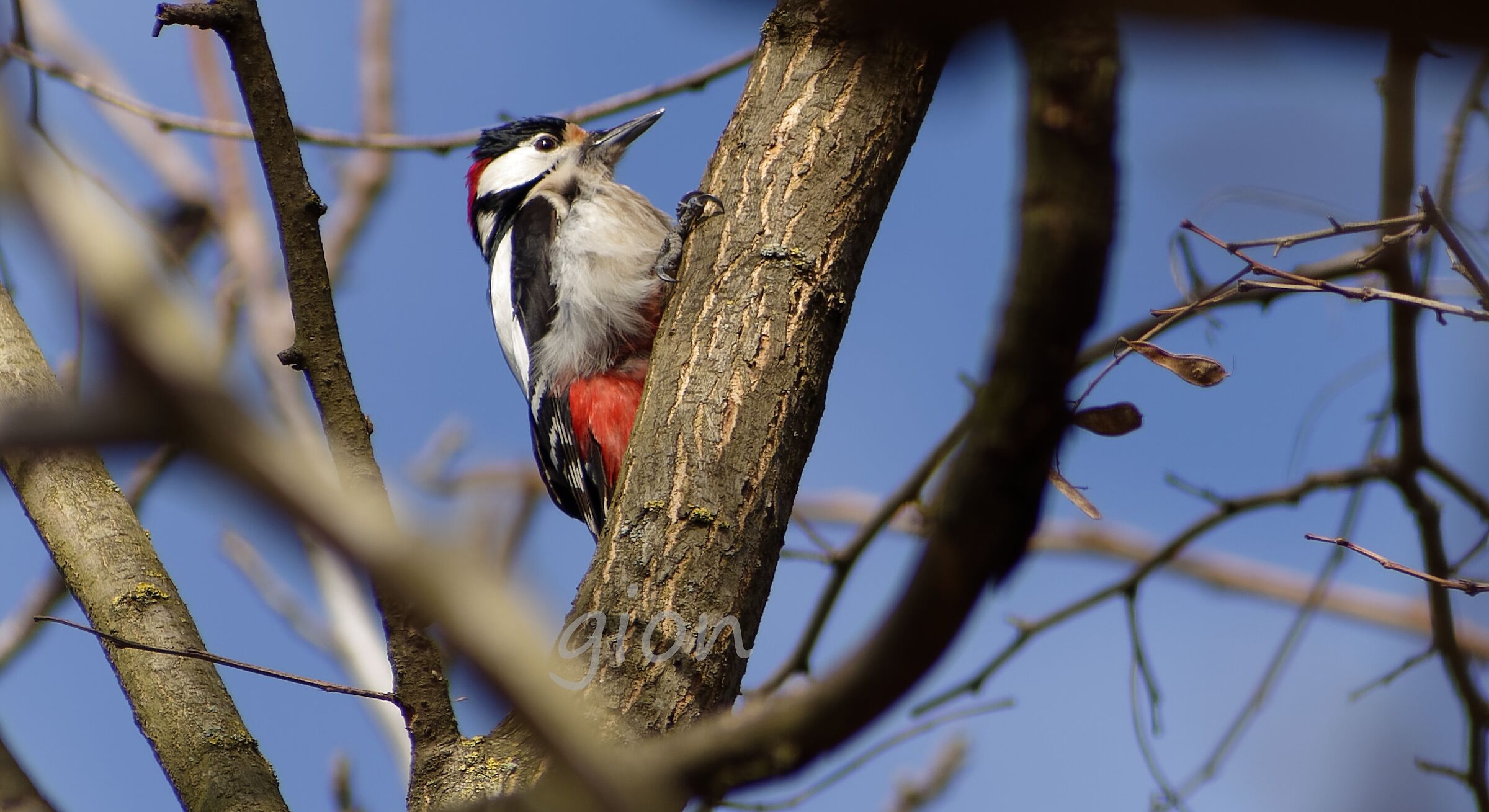 Dendrocopos syriacus