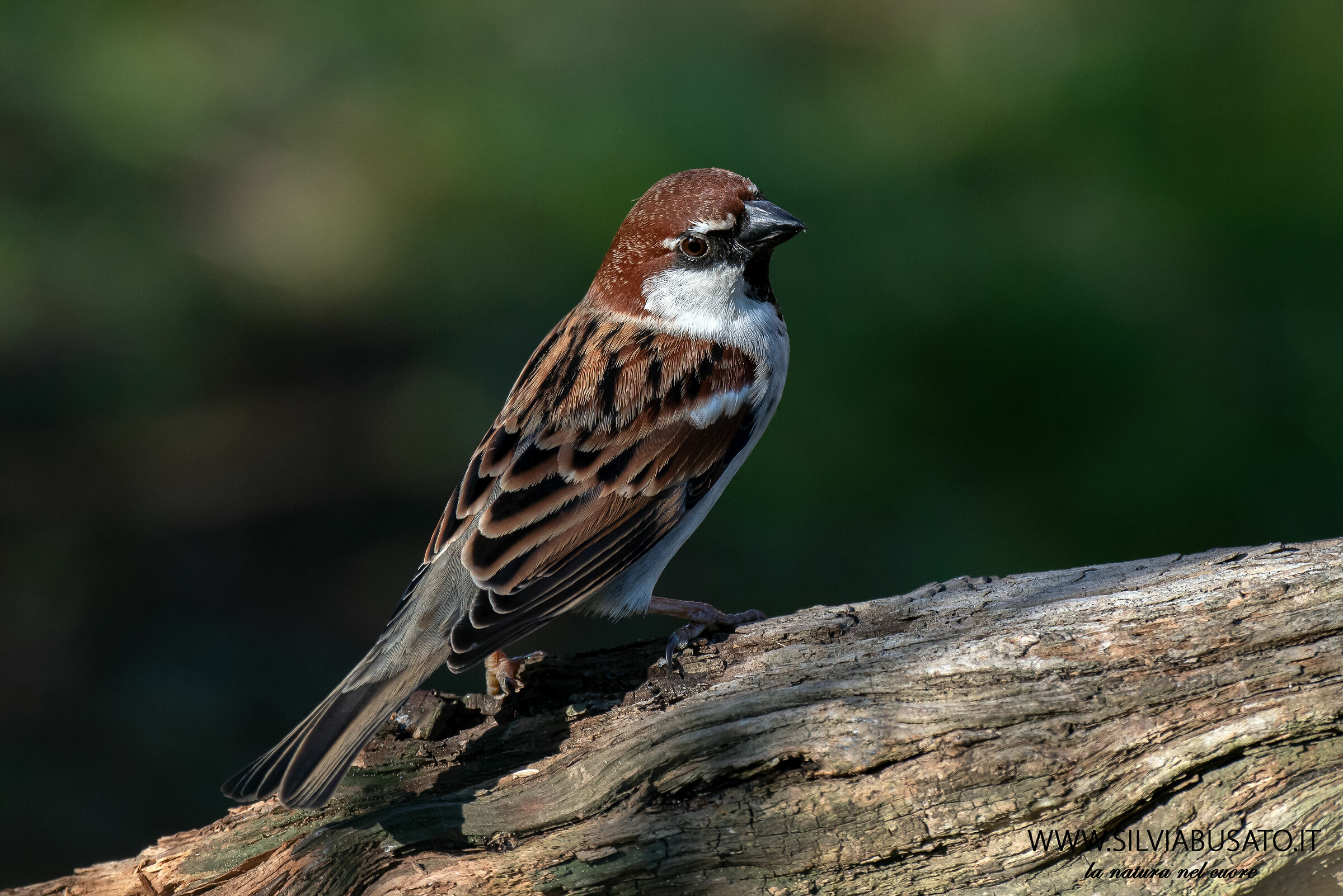 Passero italiano km.0