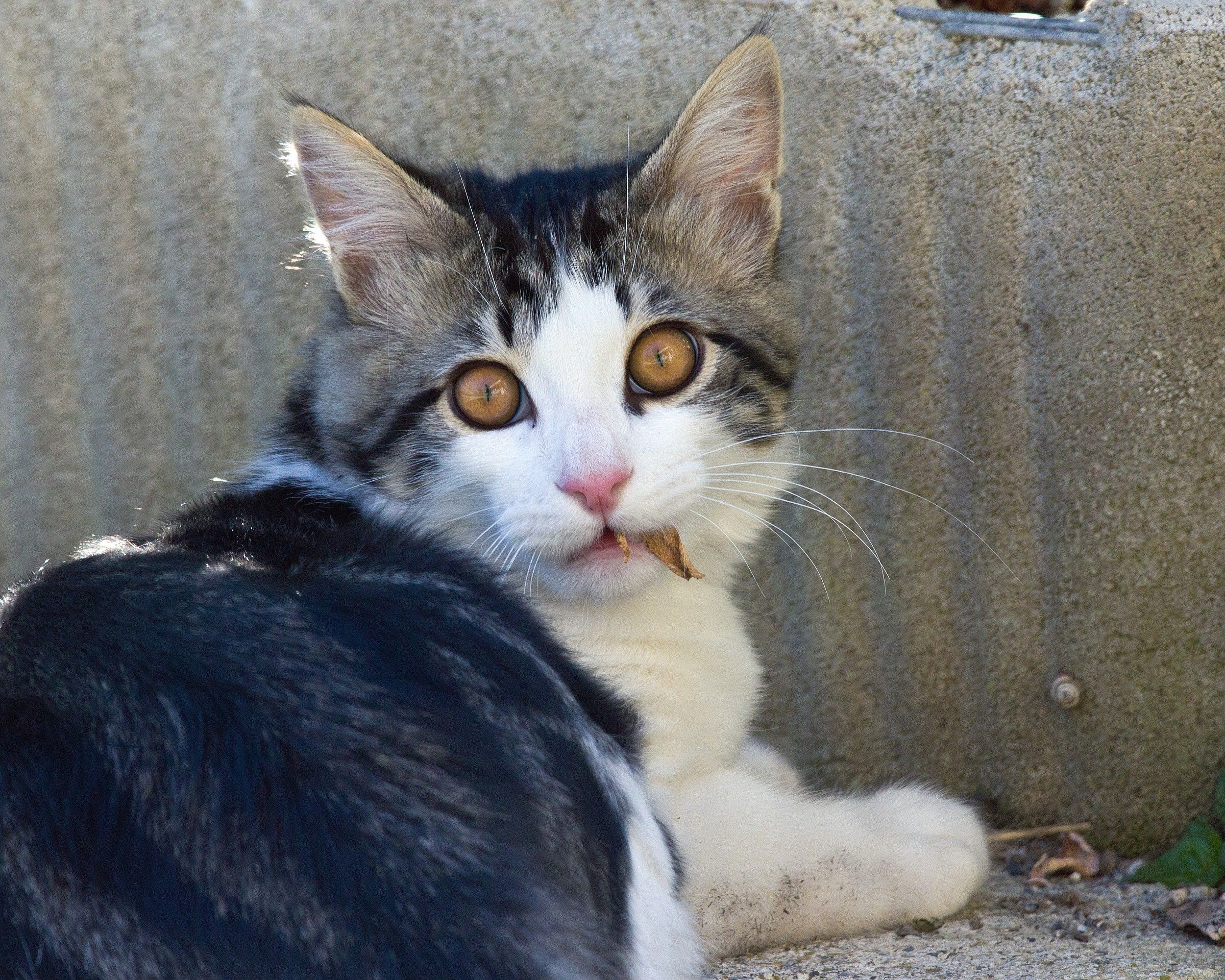 gastone I only took a leaf