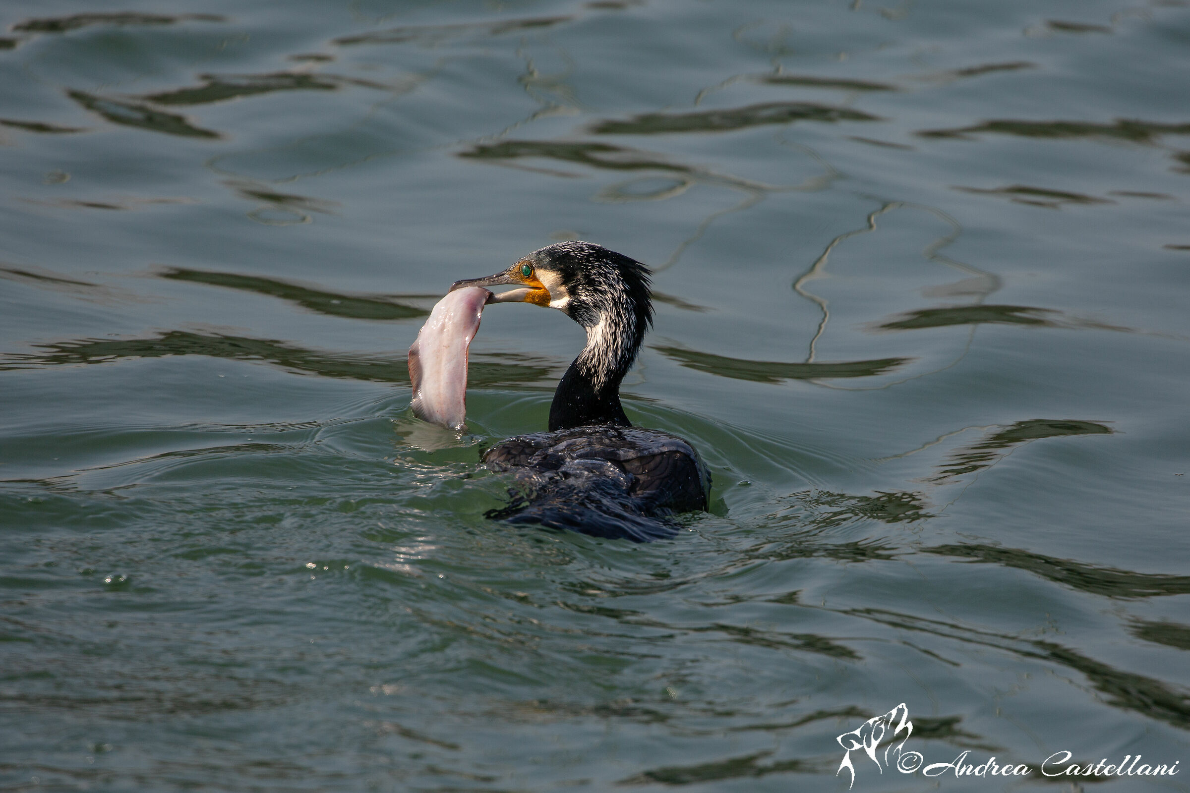 Cormorano with Sogliola