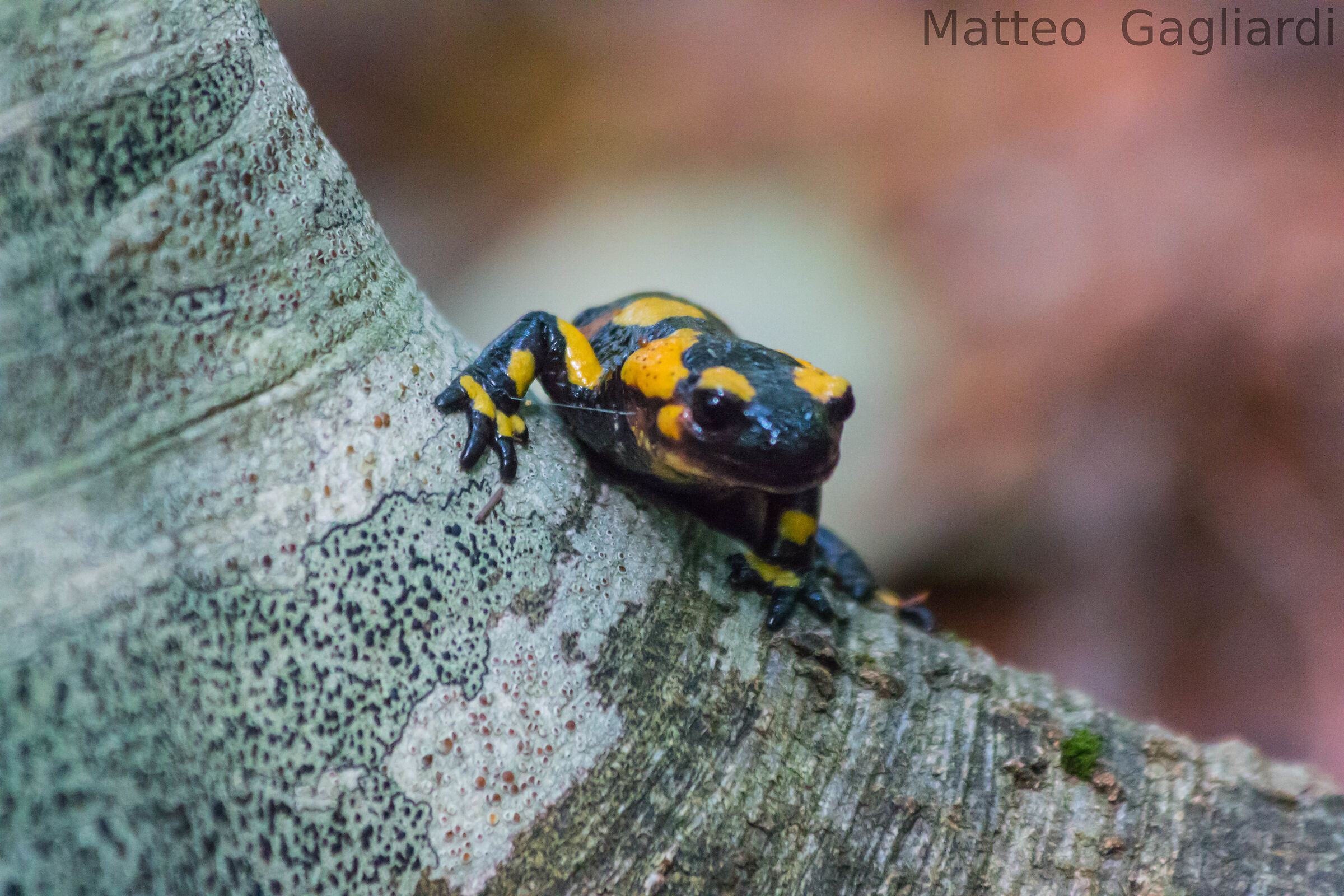 Salamandra salamandra