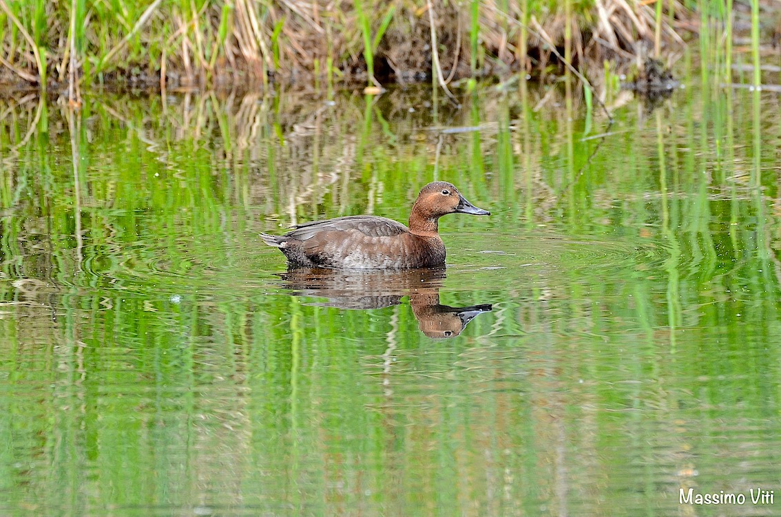 Moriglione femmina ( Aythya ferina )