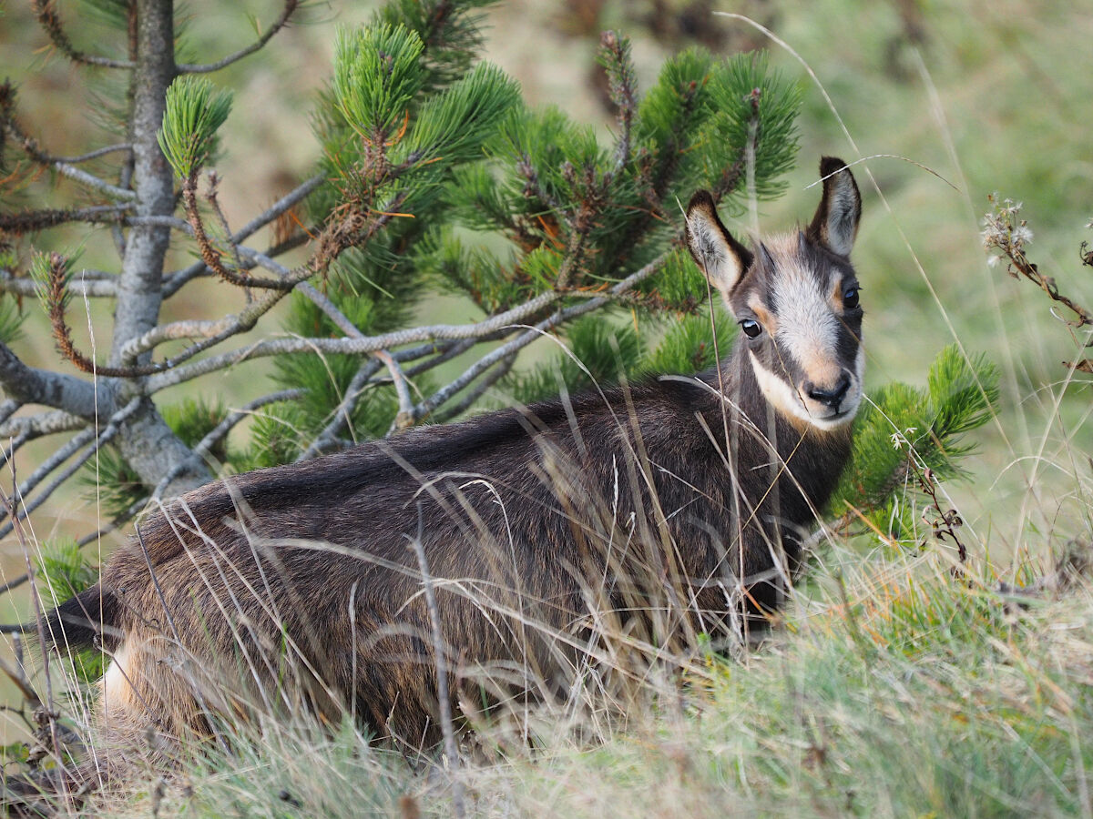 Nascondendosi dietro ai fili d'erba