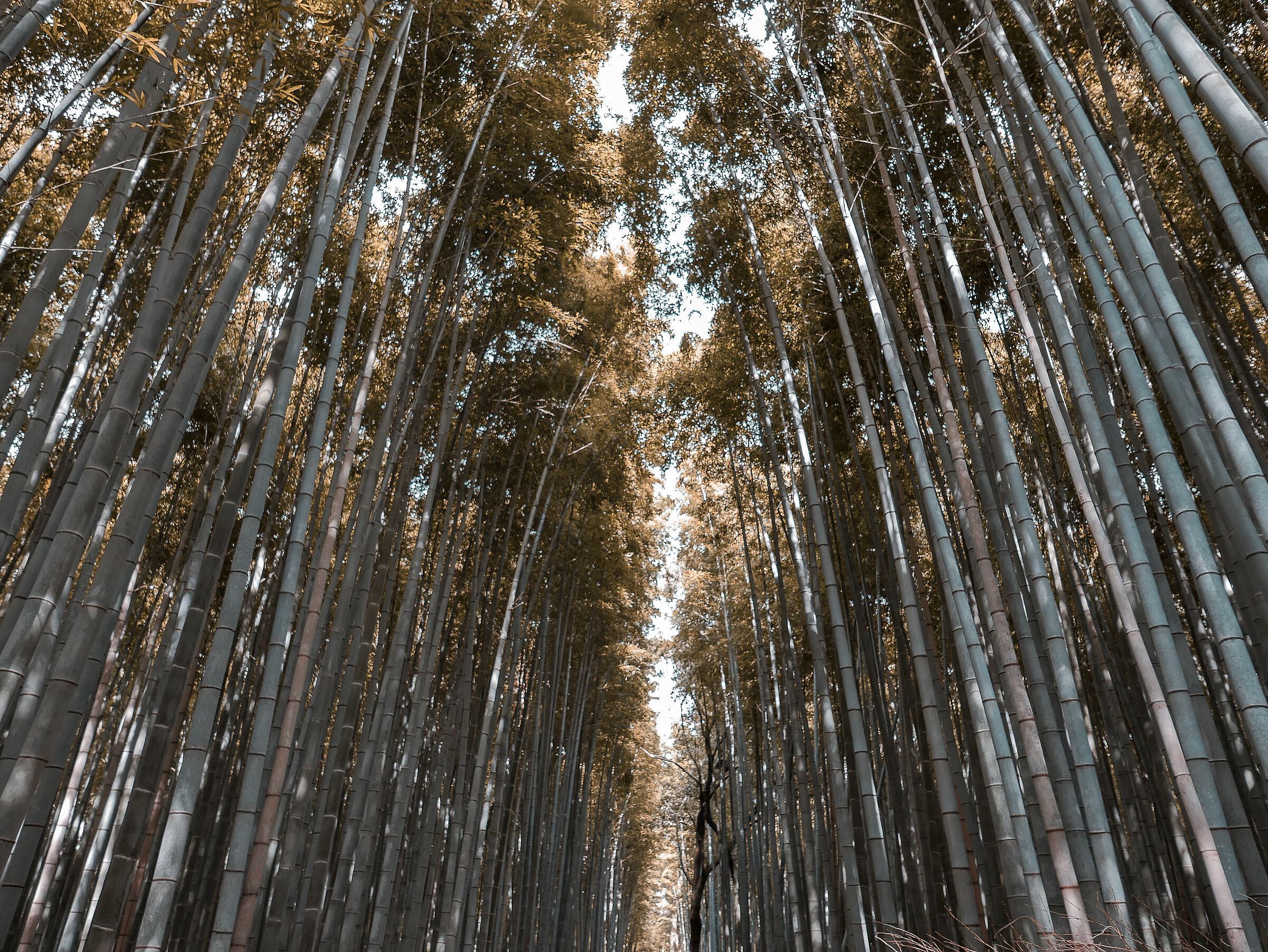 Arashiyama Bamboo Grove T&O