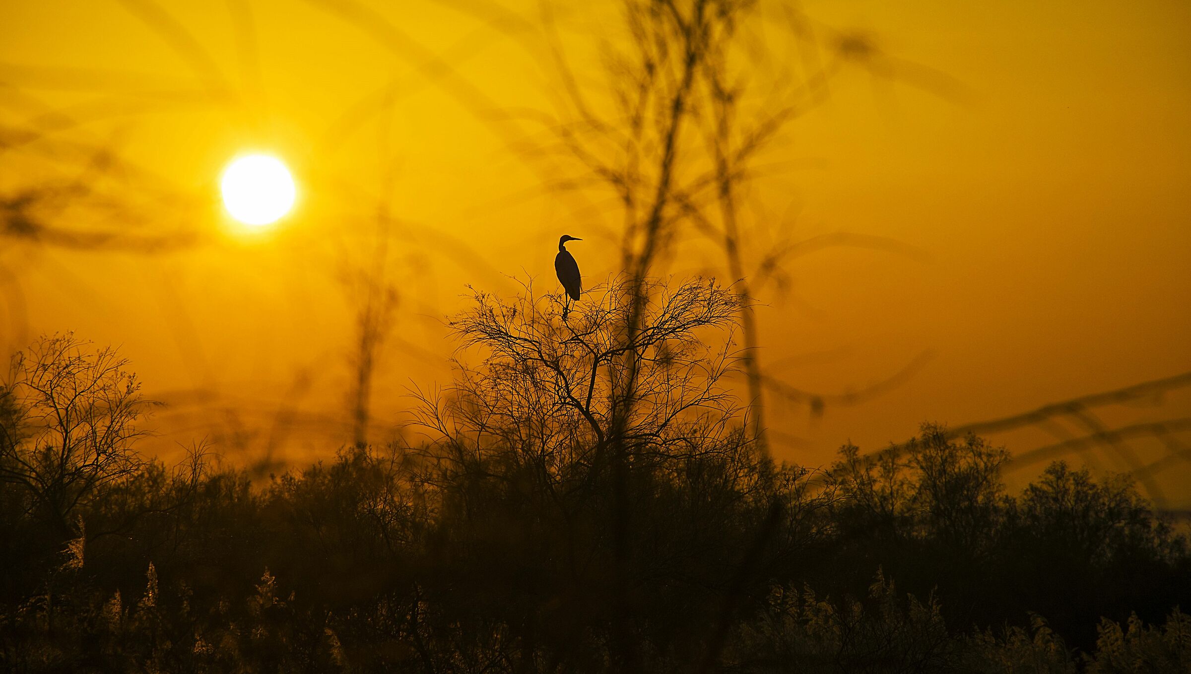 Waiting for the heron