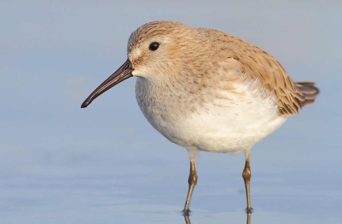 Piovanello pancianera