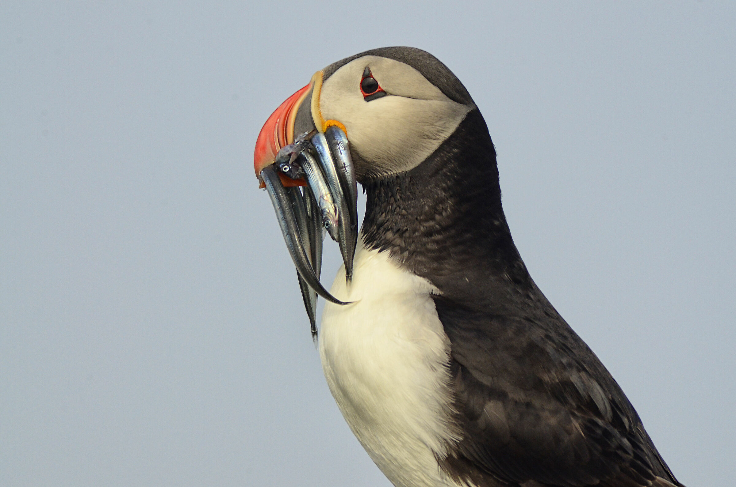 Puffin 1