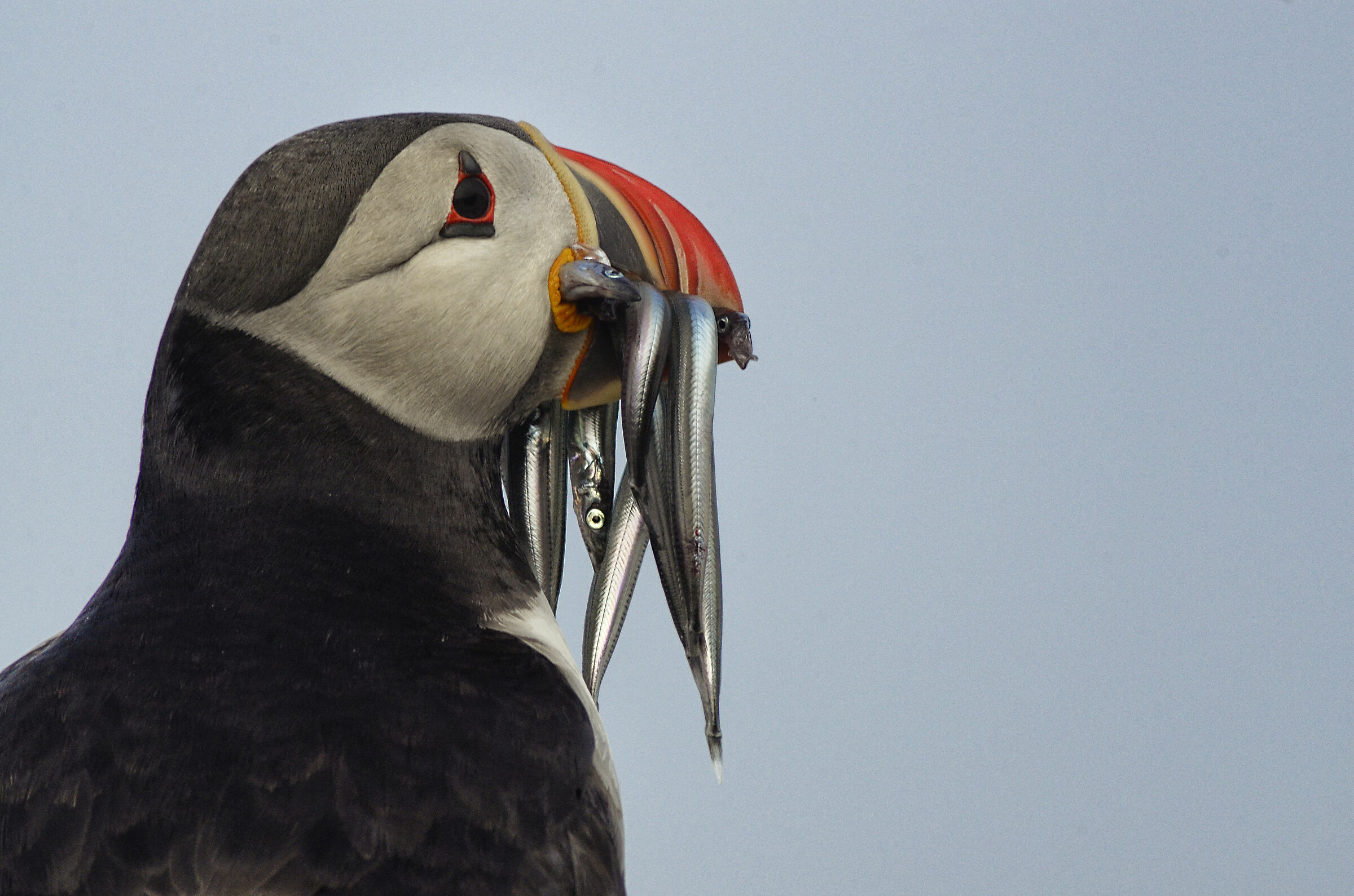 Puffin 2