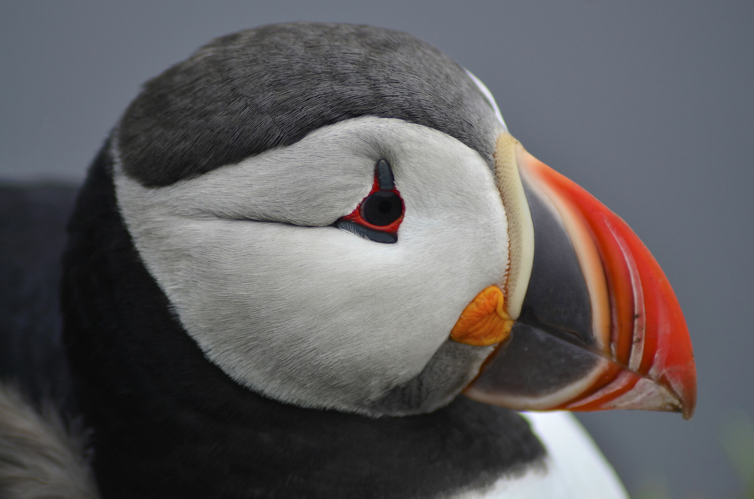 Puffin 3
