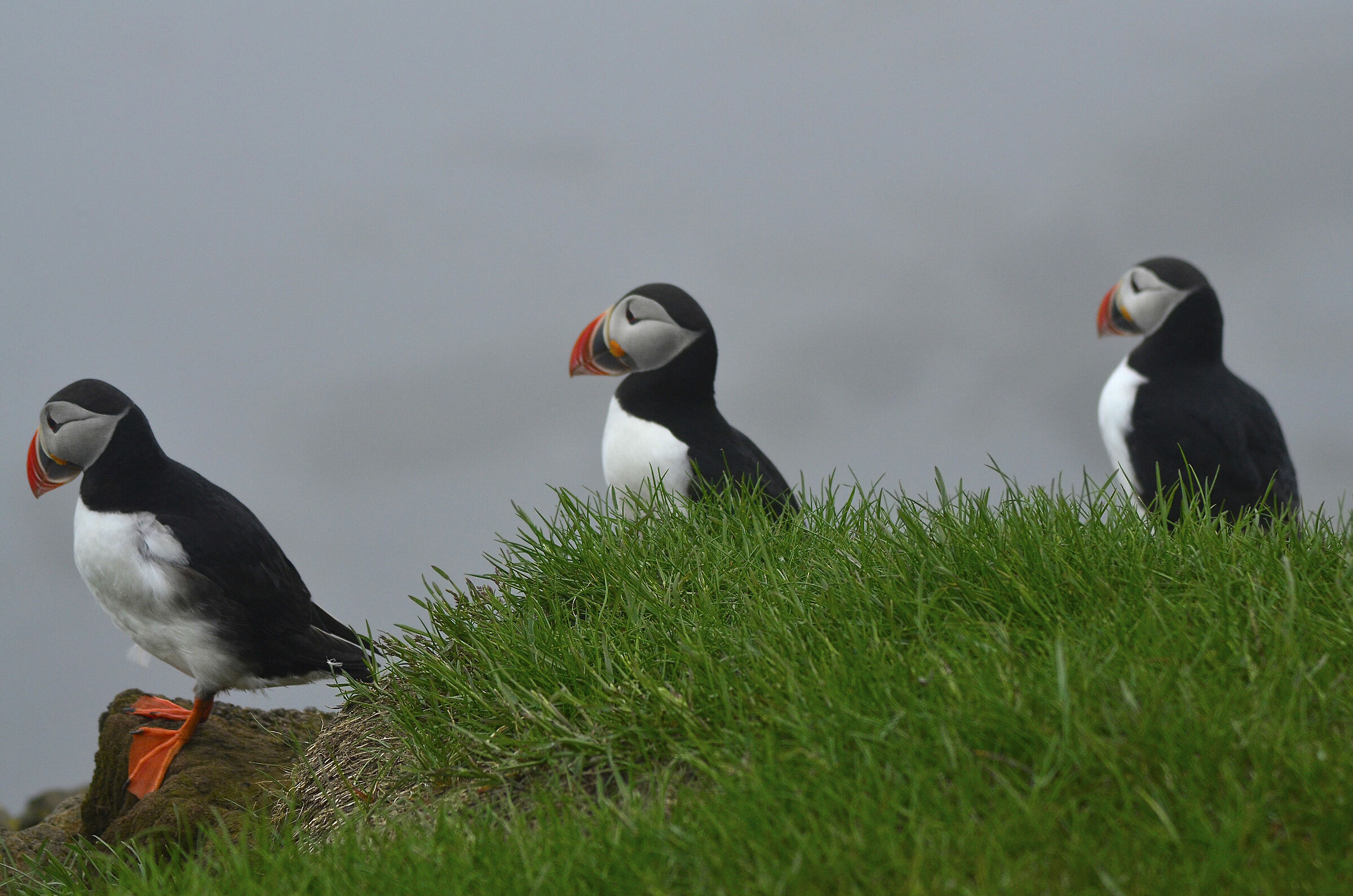 Puffin 4