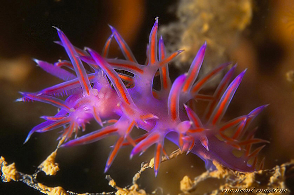 flabellina