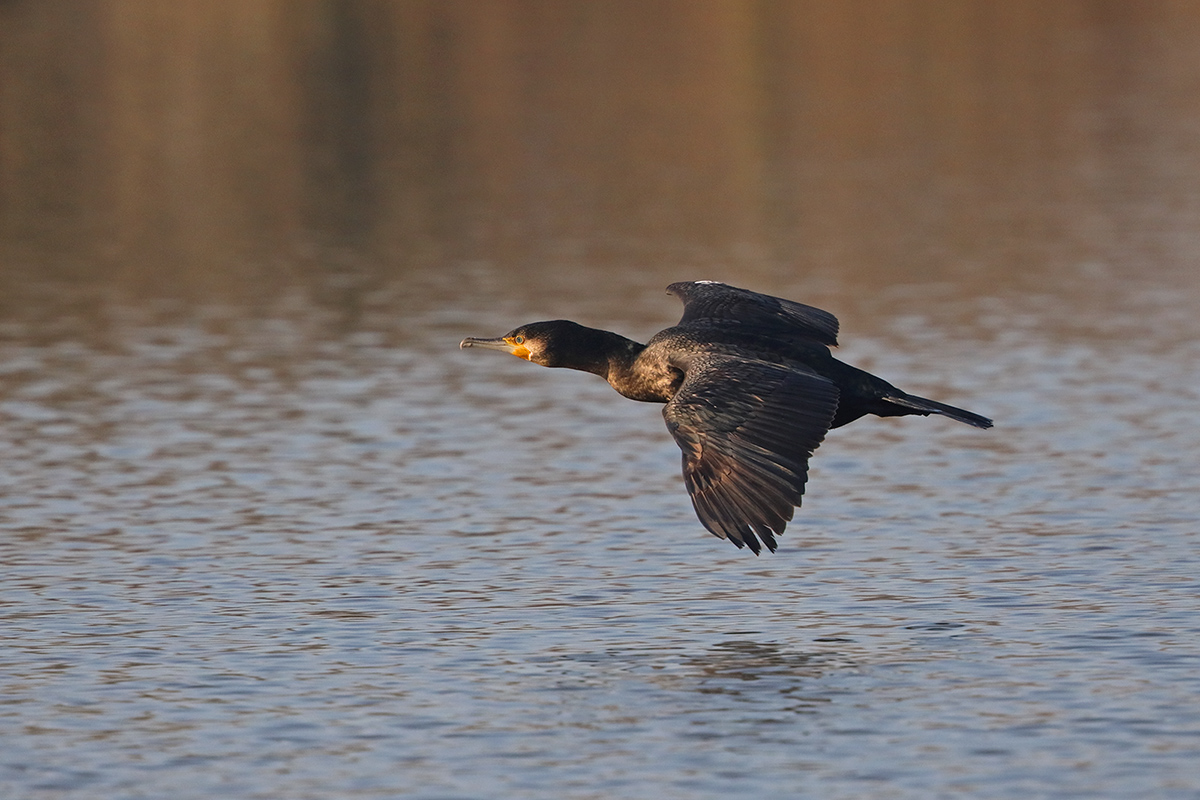 Cormorano