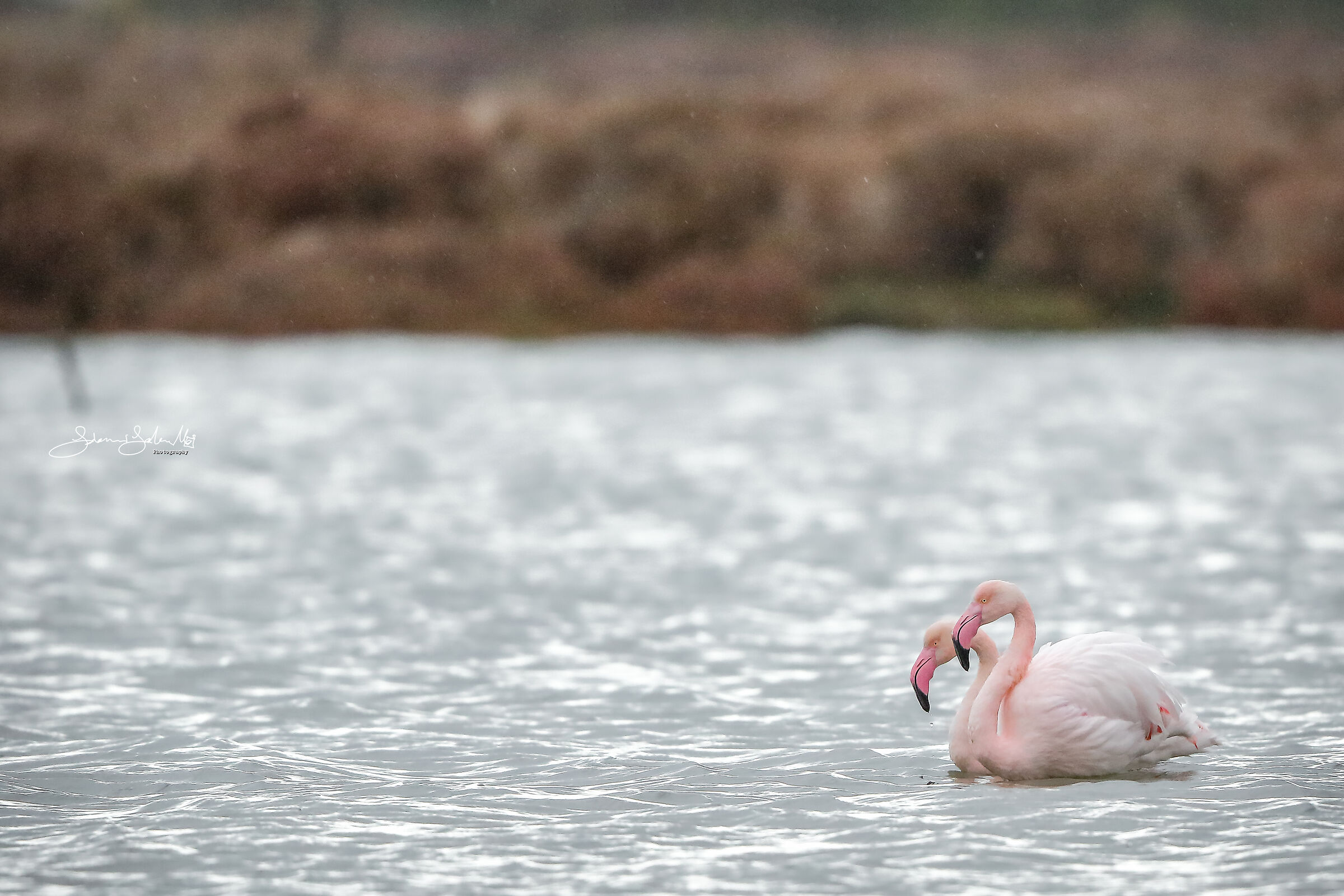 Together (Phoenicopteus roseus, Pallas, 1811)