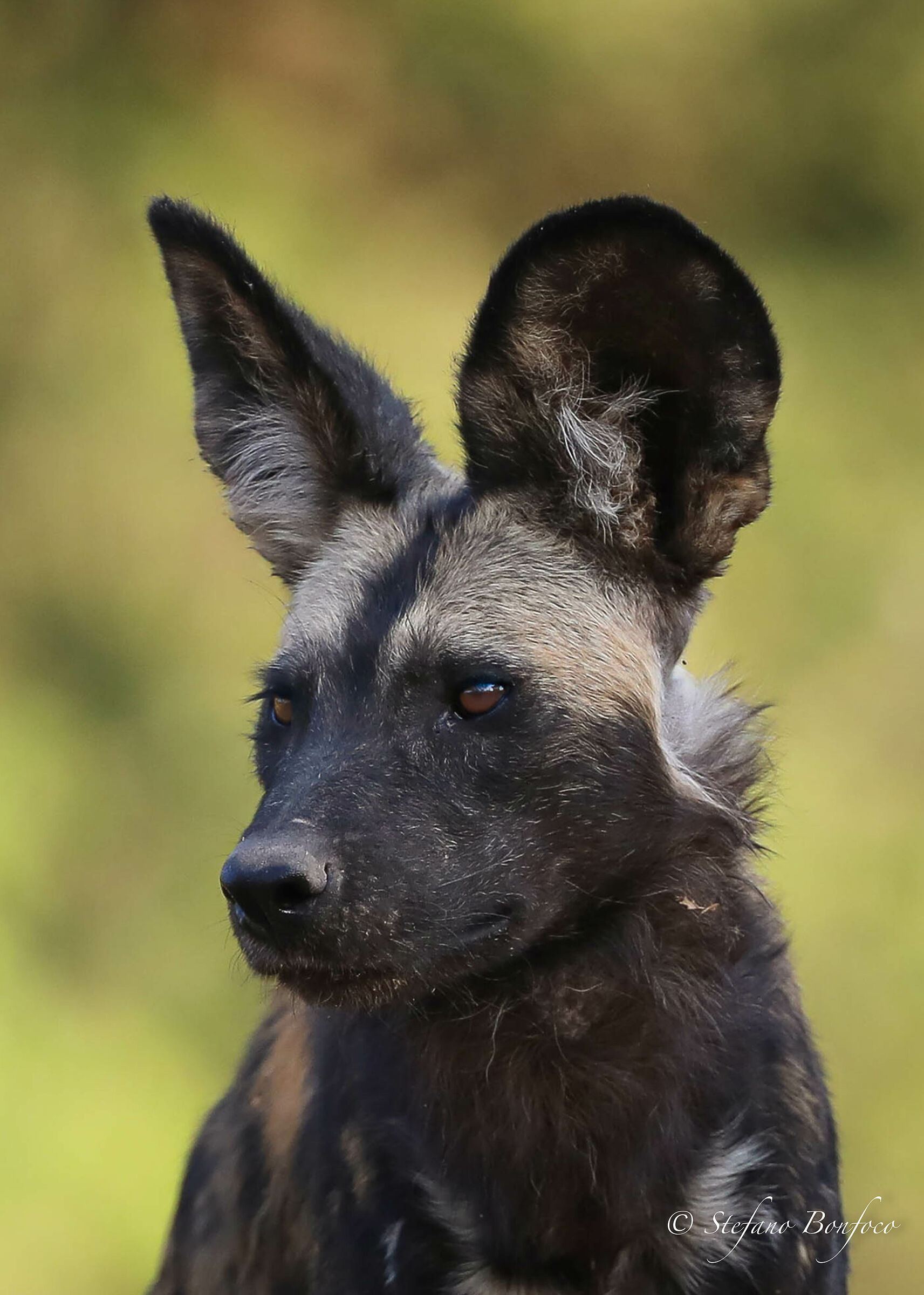 African Wild Dog (Lycaon pictus)