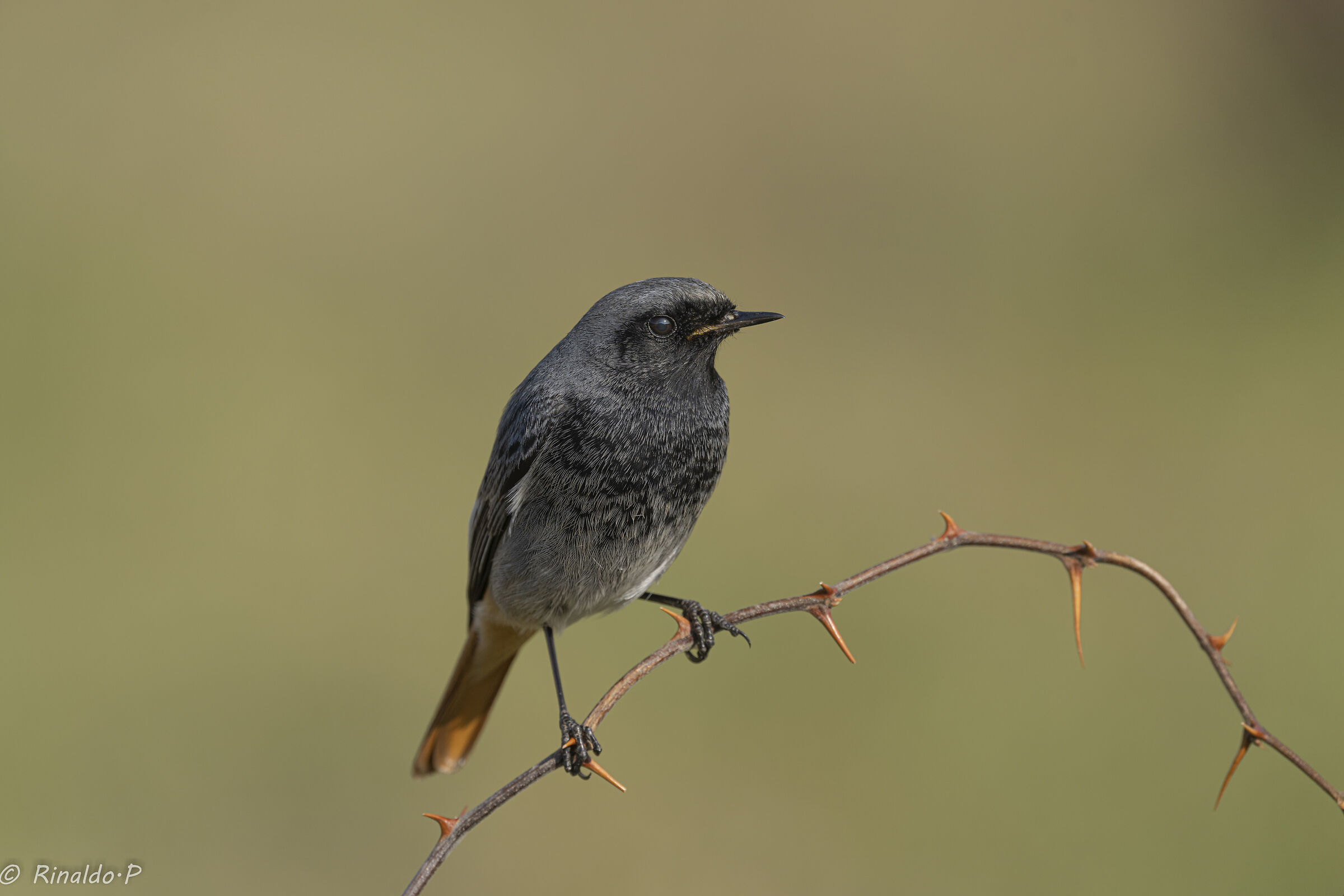Red codirosso male chimney sweep