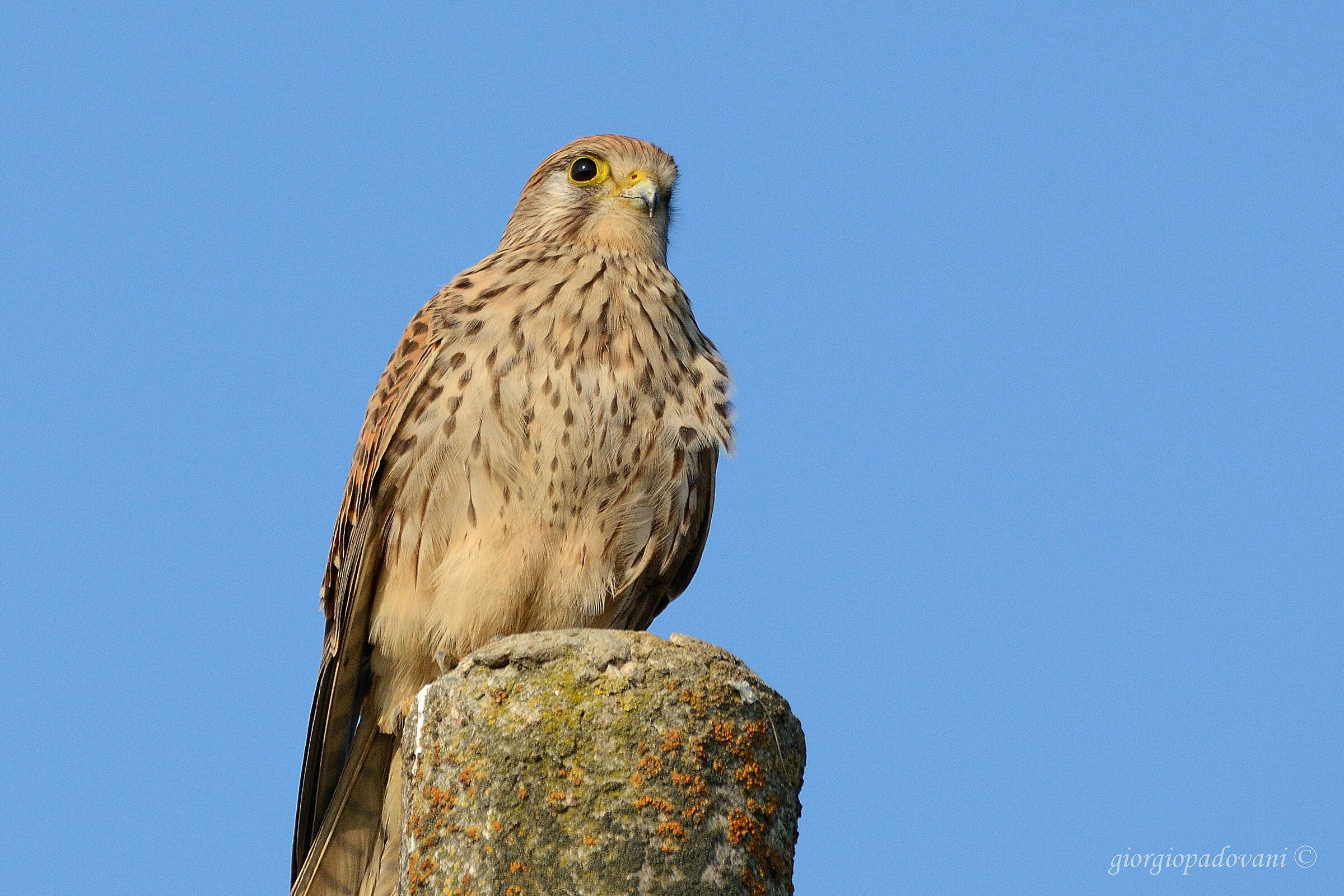 Kestrel