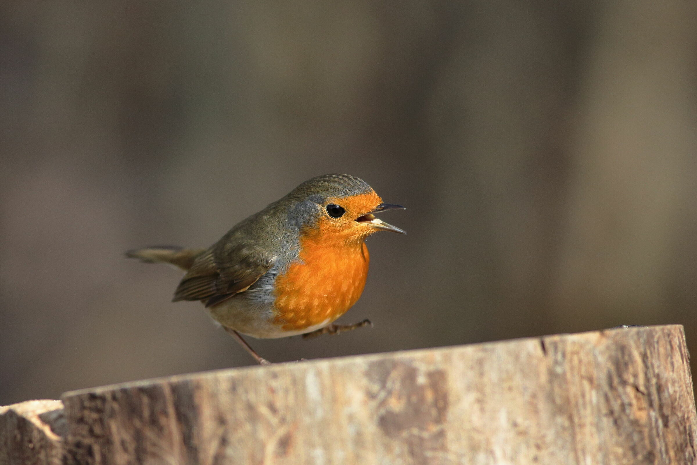 Robin Erithacus Rubecola
