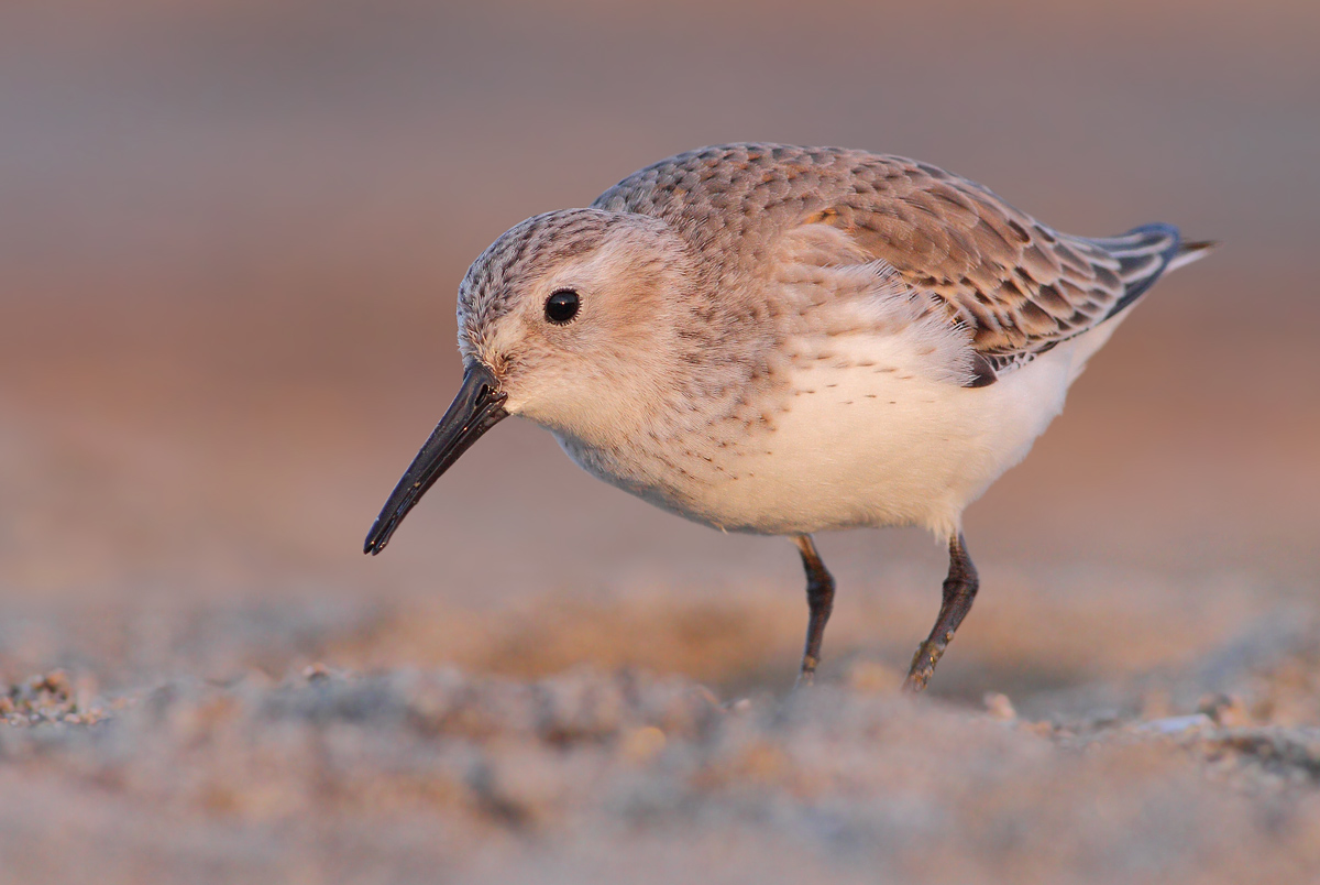 Piovanello pancianera