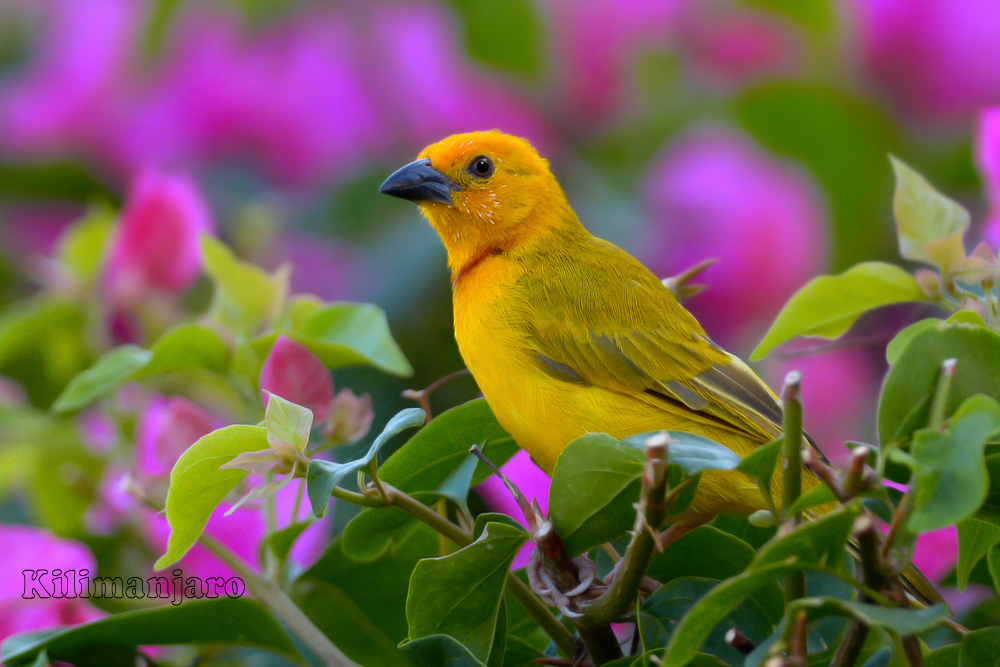 Tessitore Kenya 2013