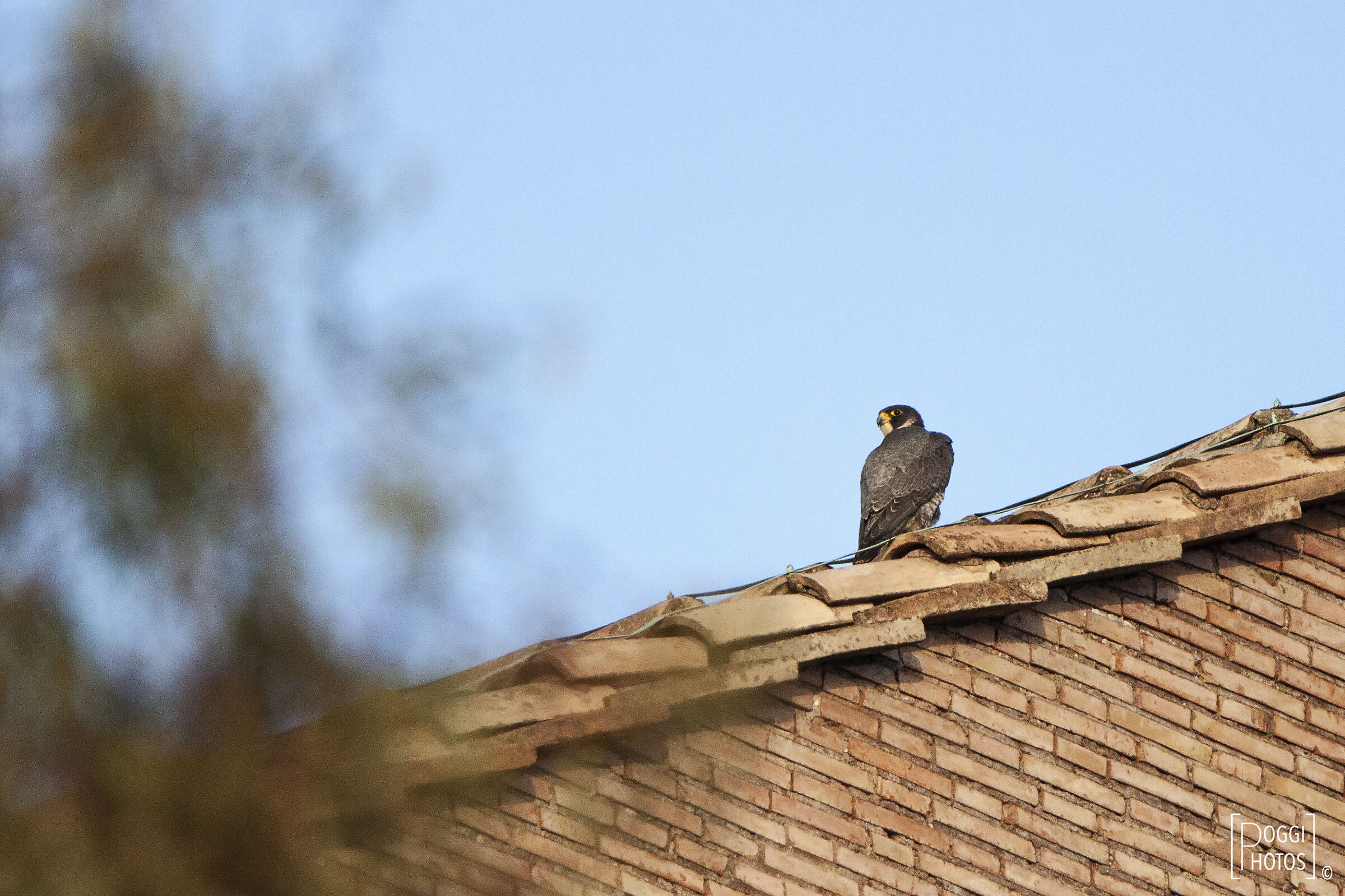 Peregrine Falcon (2)