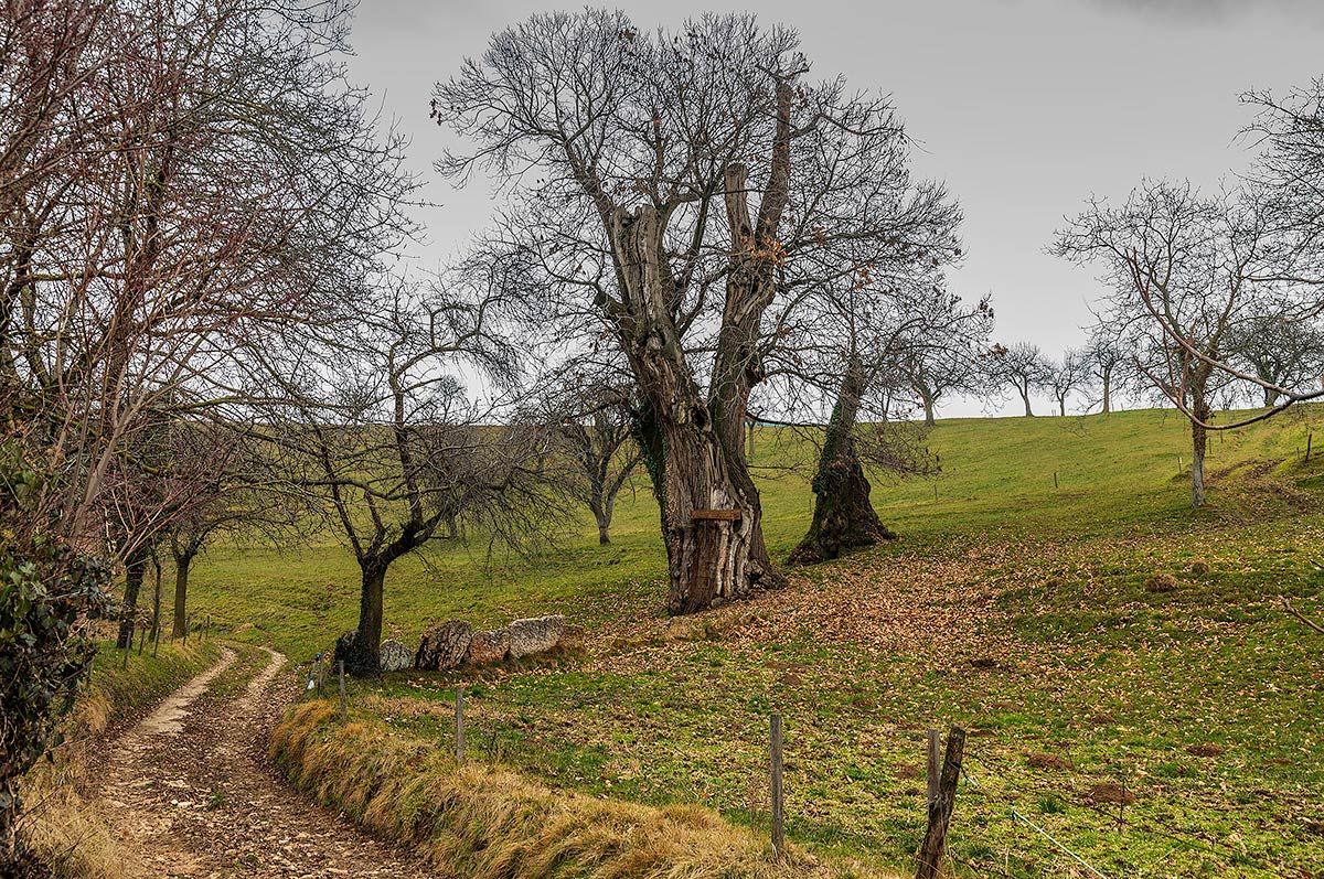 Calma Granda , castagno del XIV secolo - Lessinia