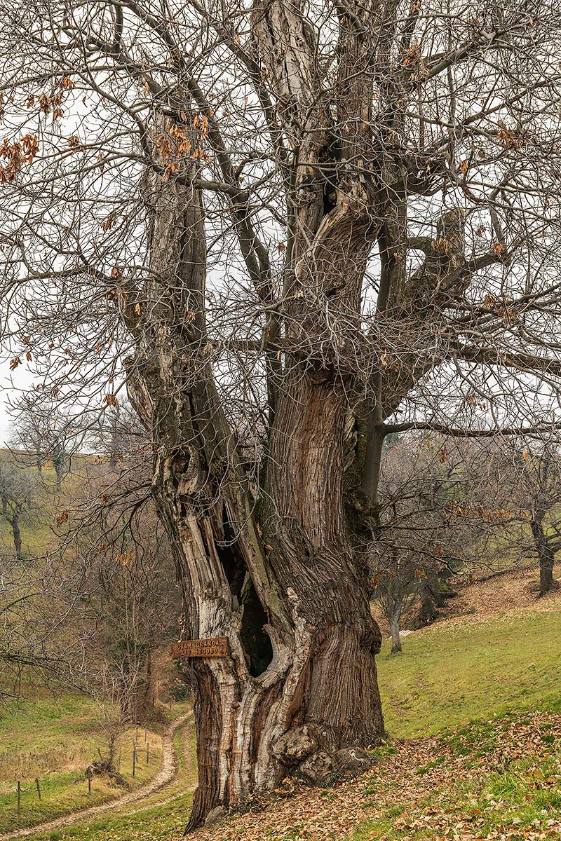 Calm Granda, 14th century chestnut - Lessinia