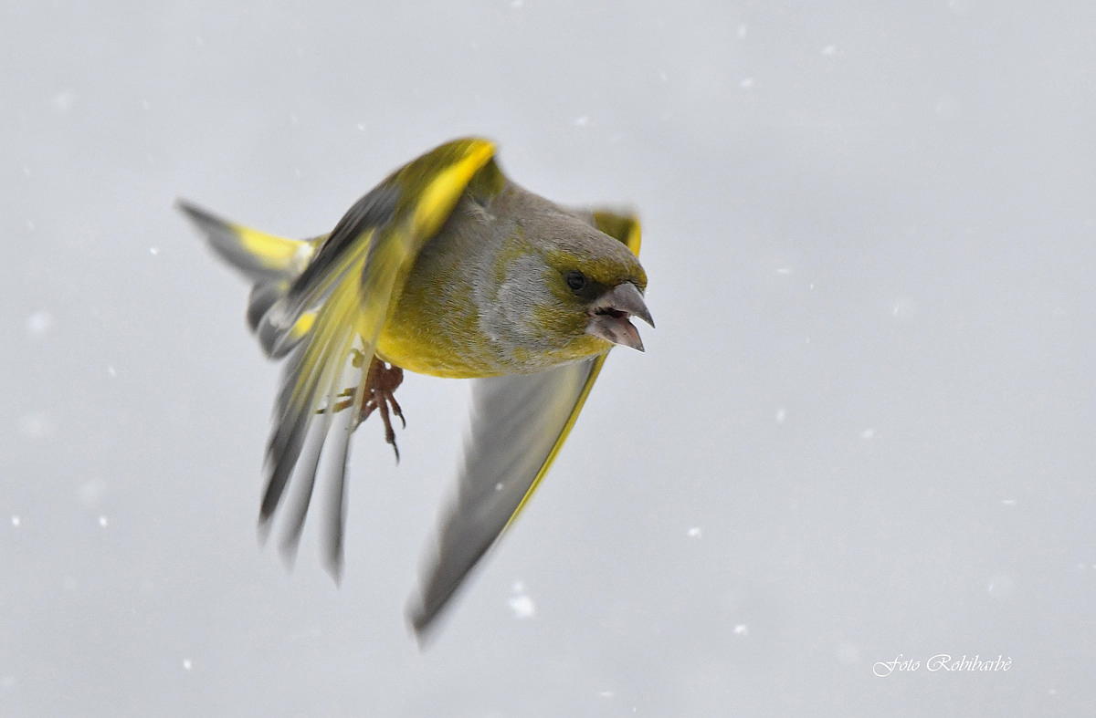 Flying through the flakes...