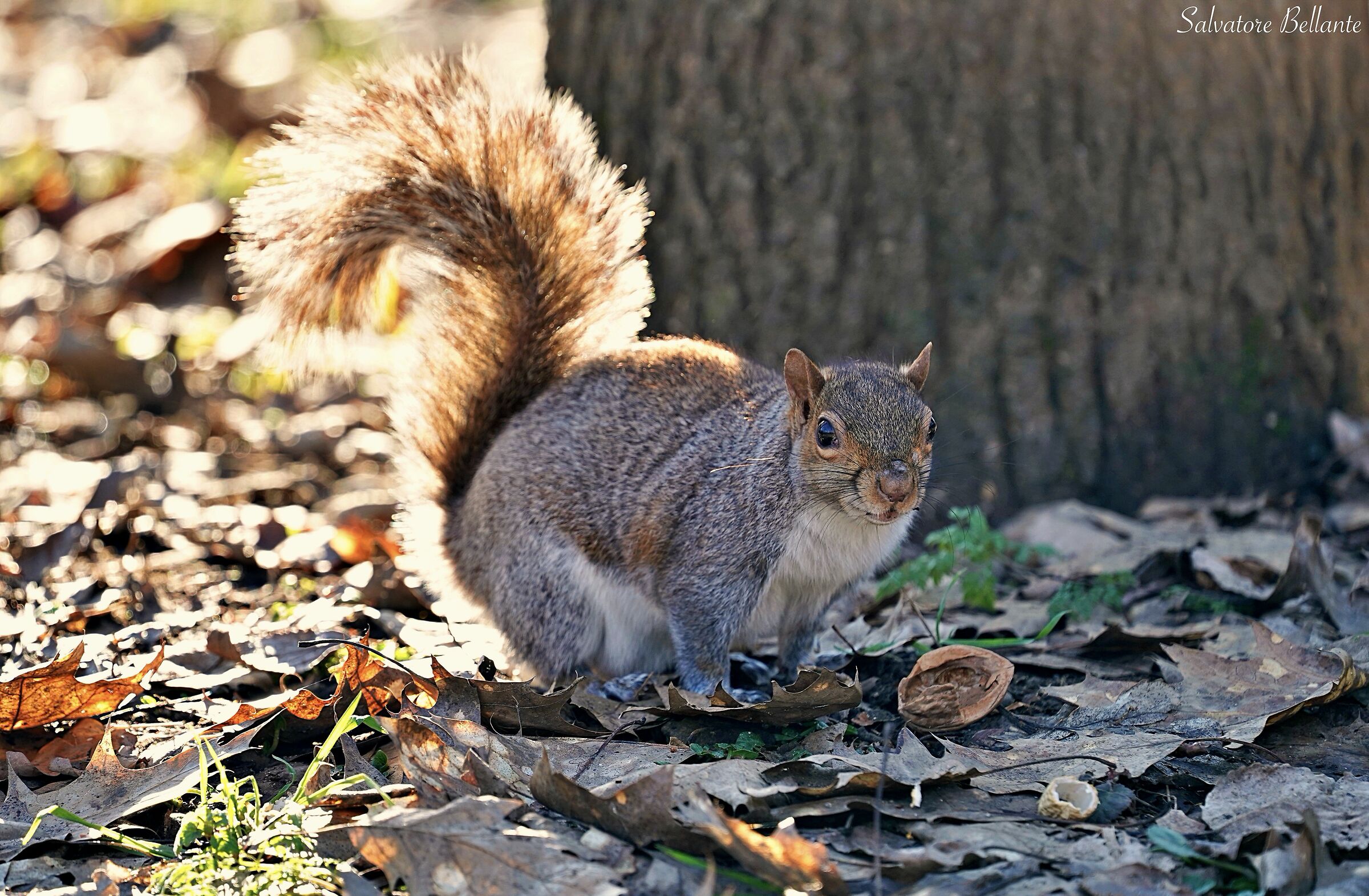 Scoiattolo comune.