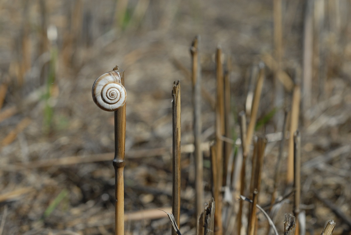 Chiocciola di campo 2