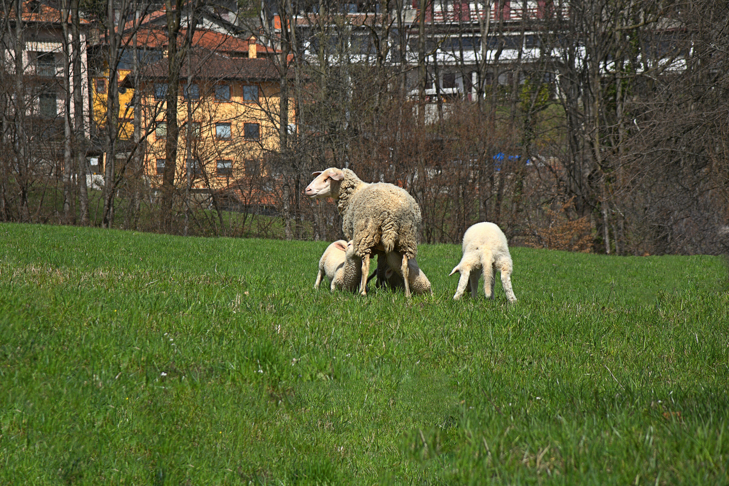 Lambs Born at the Edges of Periphery