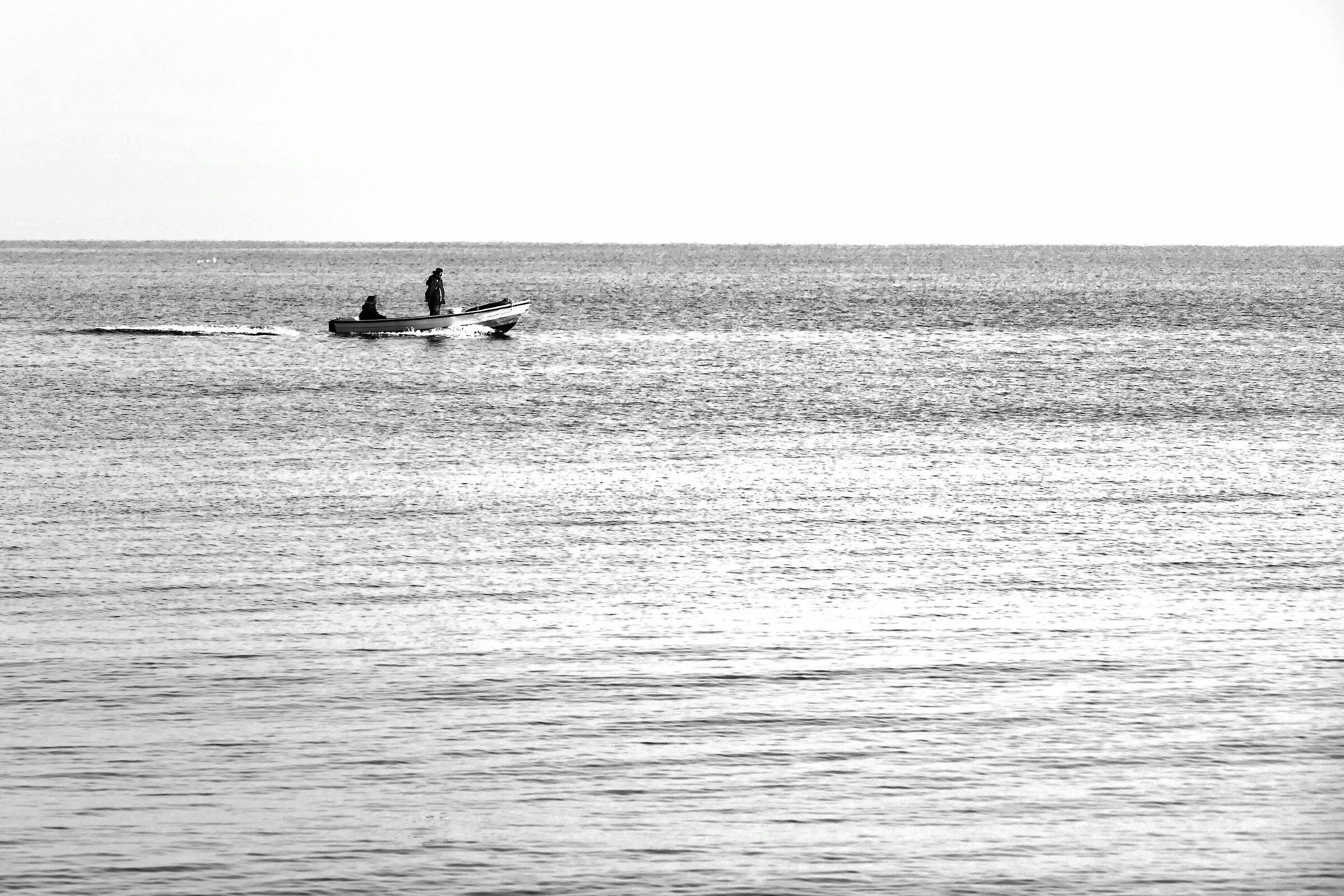 A fishing of sardines