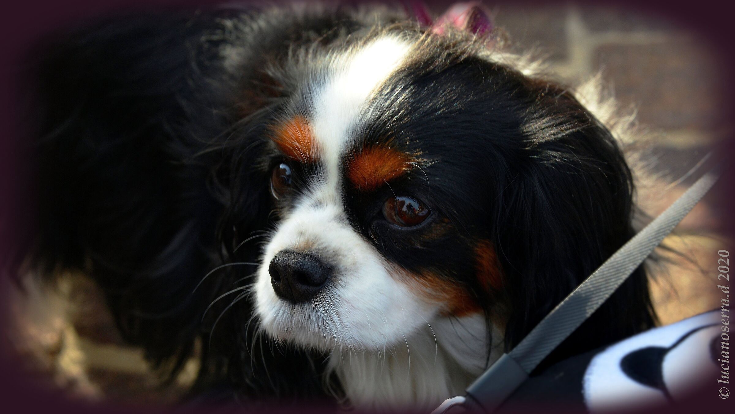 Il cagnolino... timido...