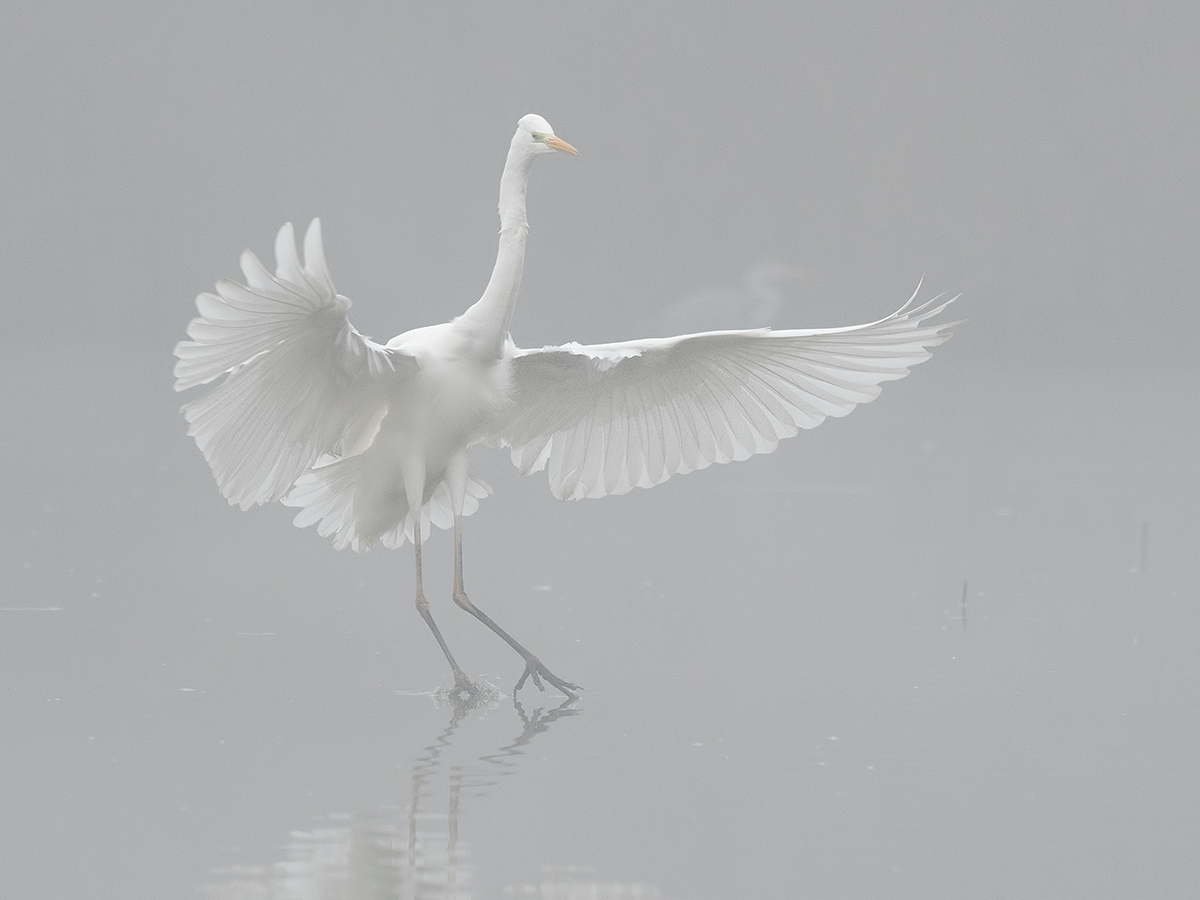 Airone bianco maggiore nella nebbia