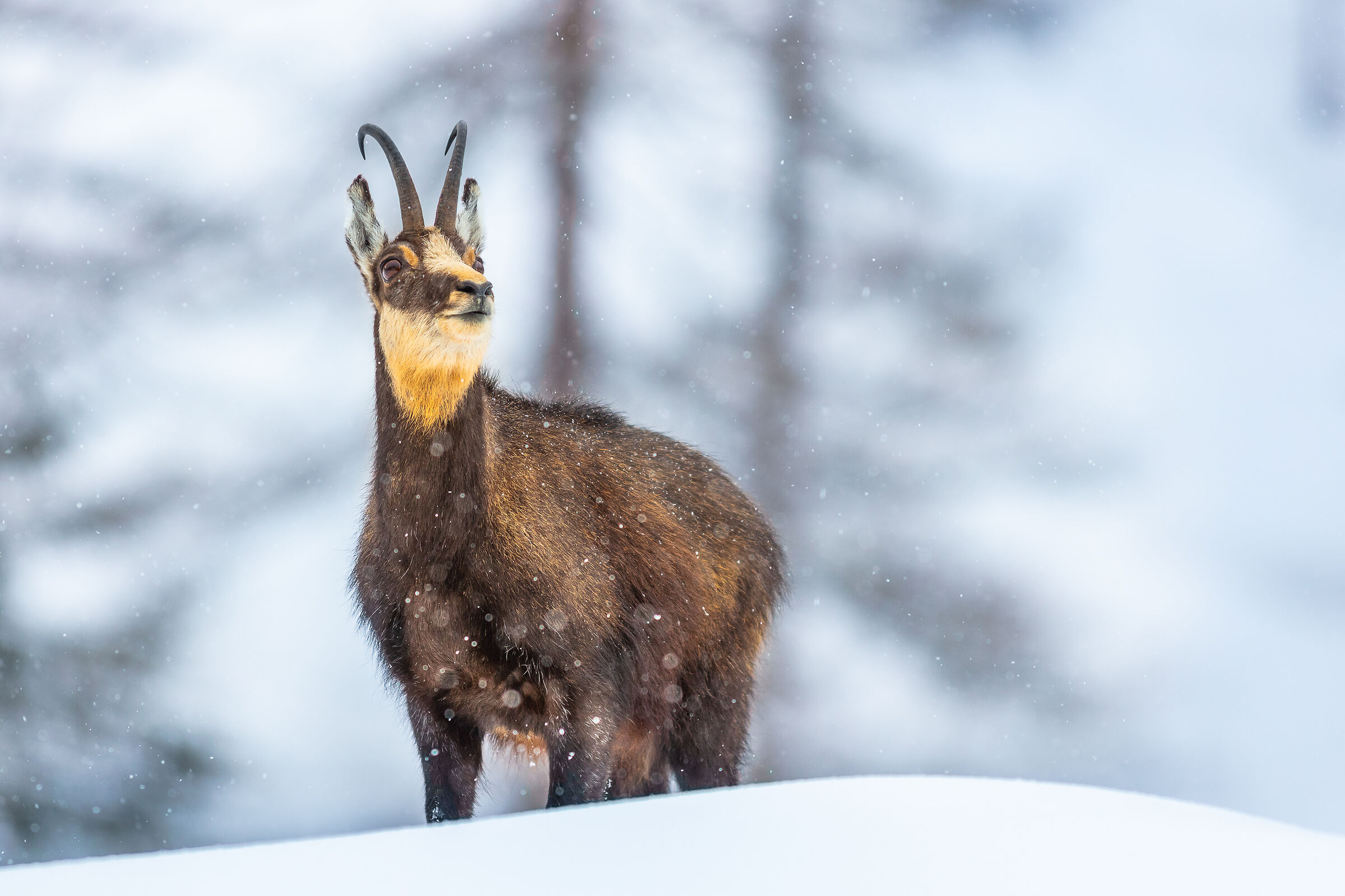 Nevica sul Gran Paradiso