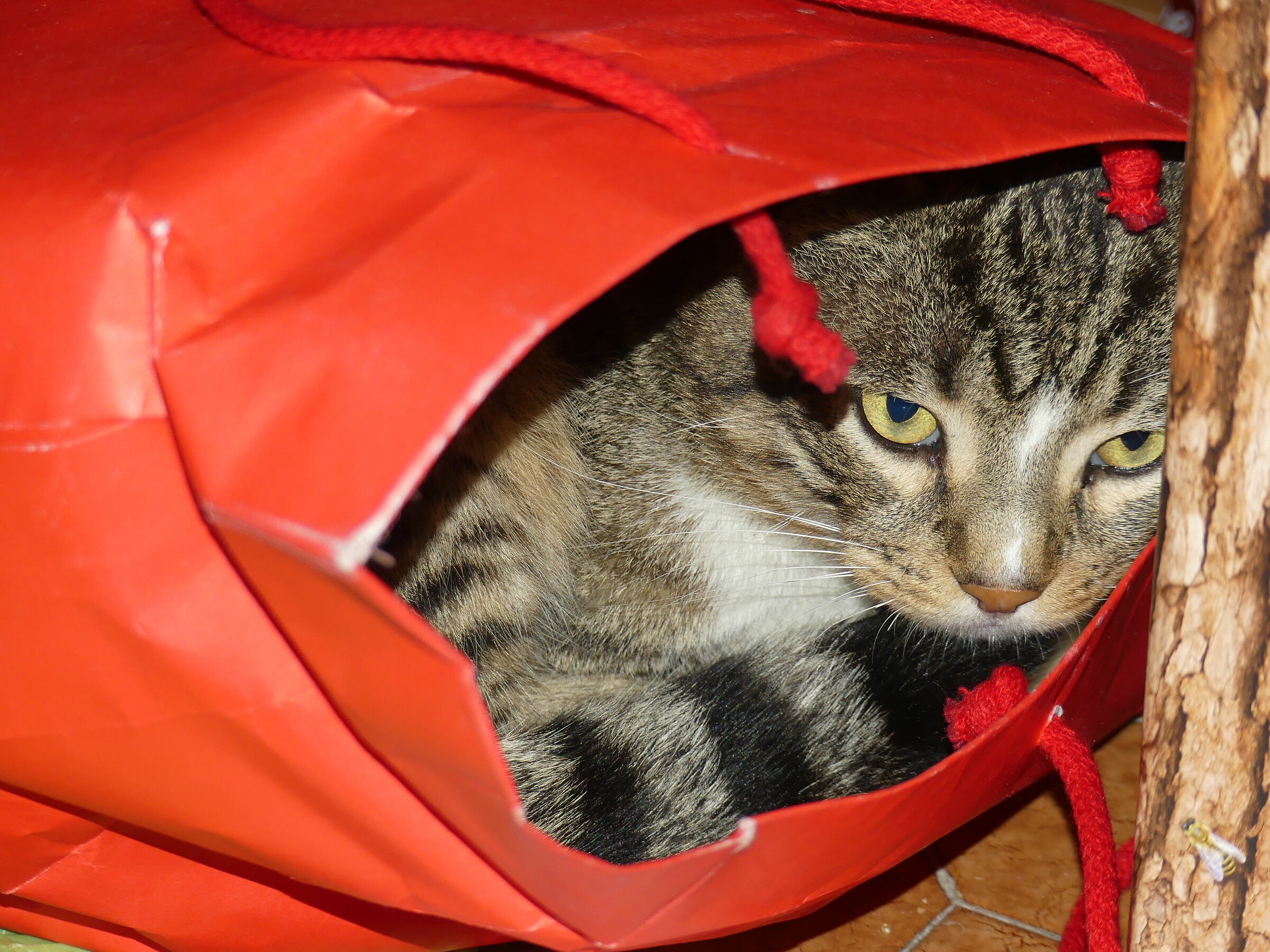 Don't tell cat if you don't have it in your bag