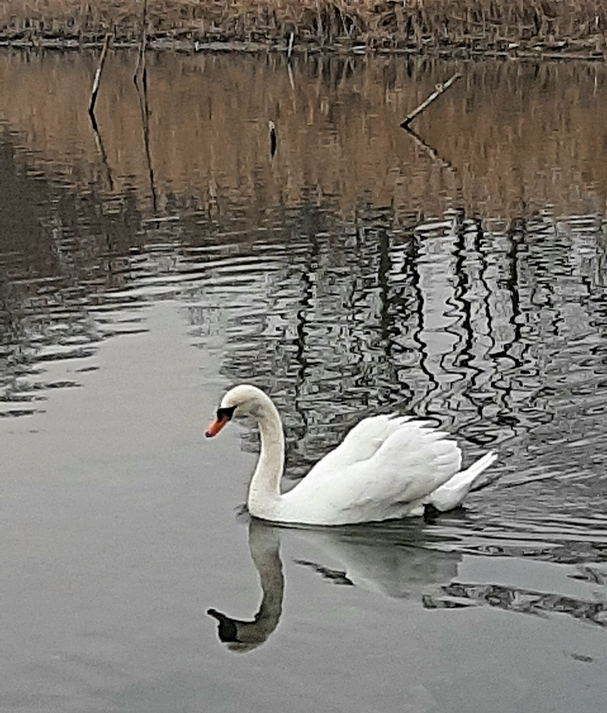 Swan