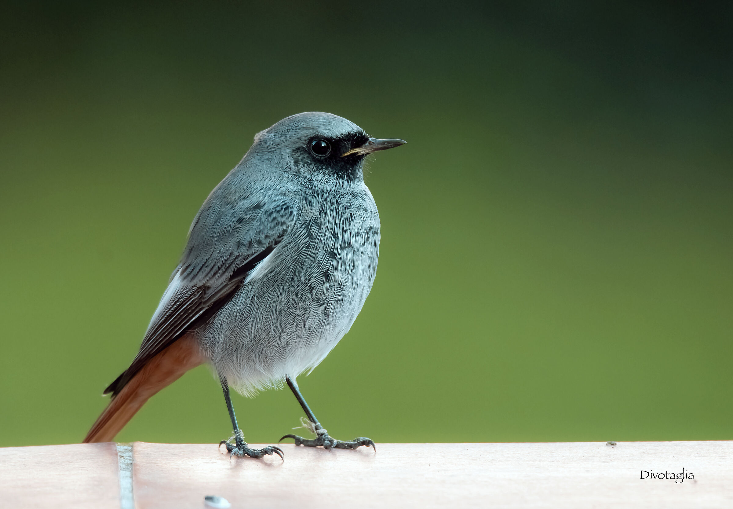 Codirosso spazzacamino M.