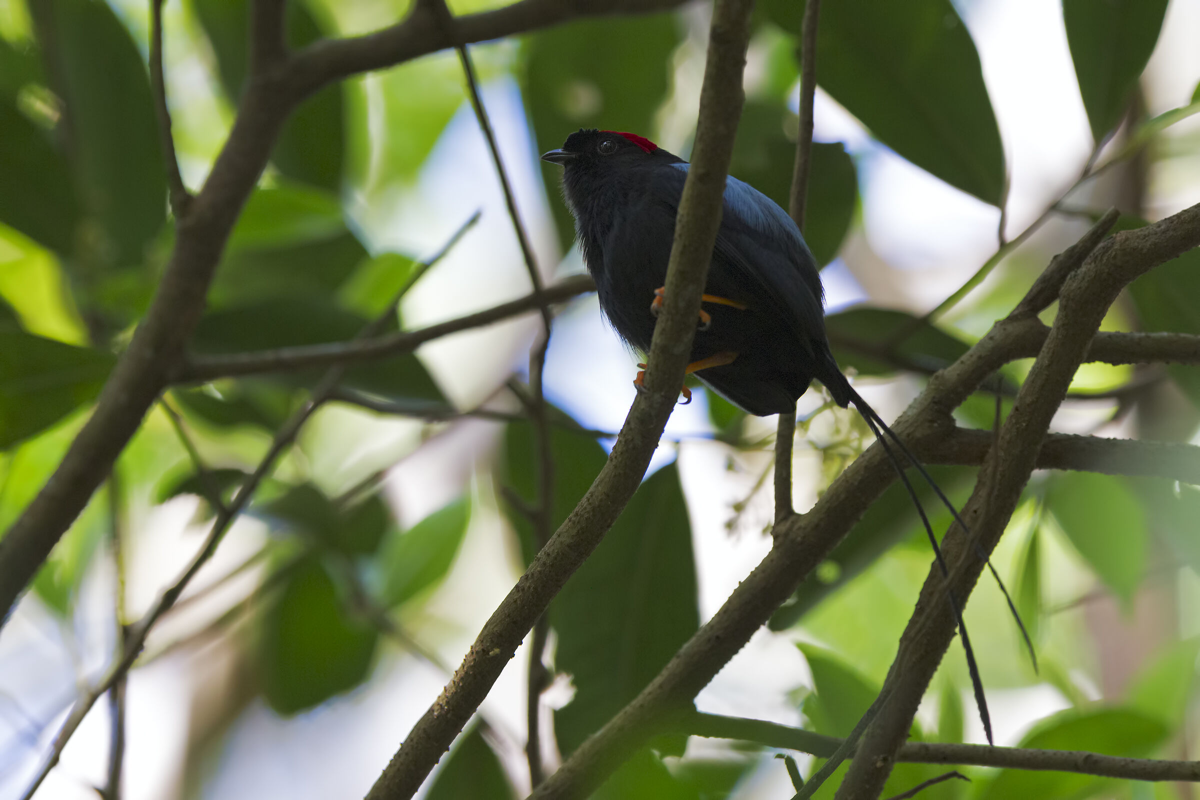 Long billed manakin