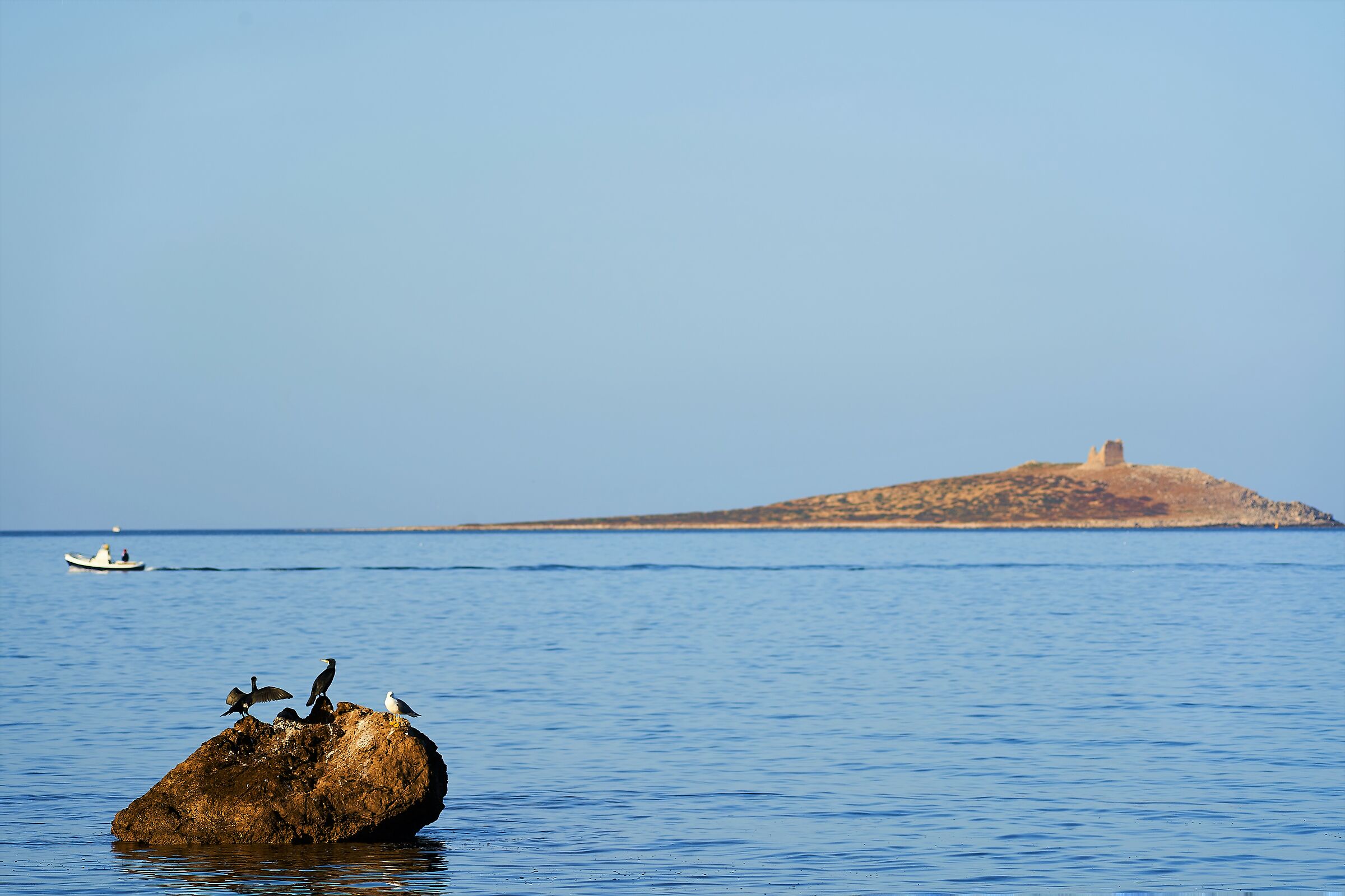 The Guardians of the Island