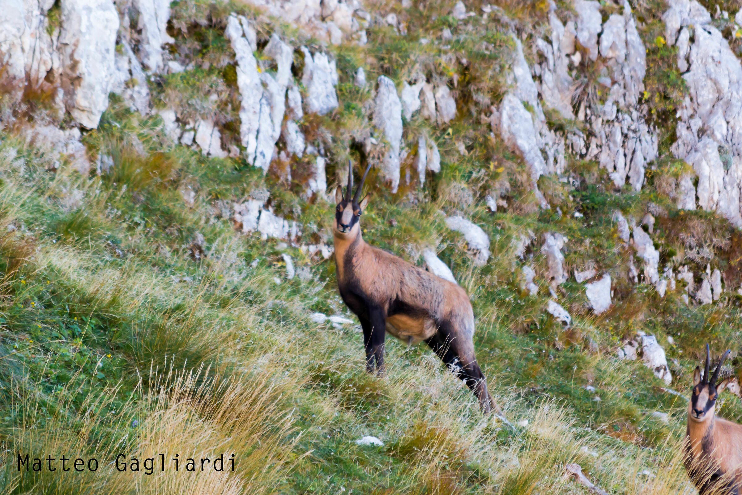 Camoscio appenninico - Majella