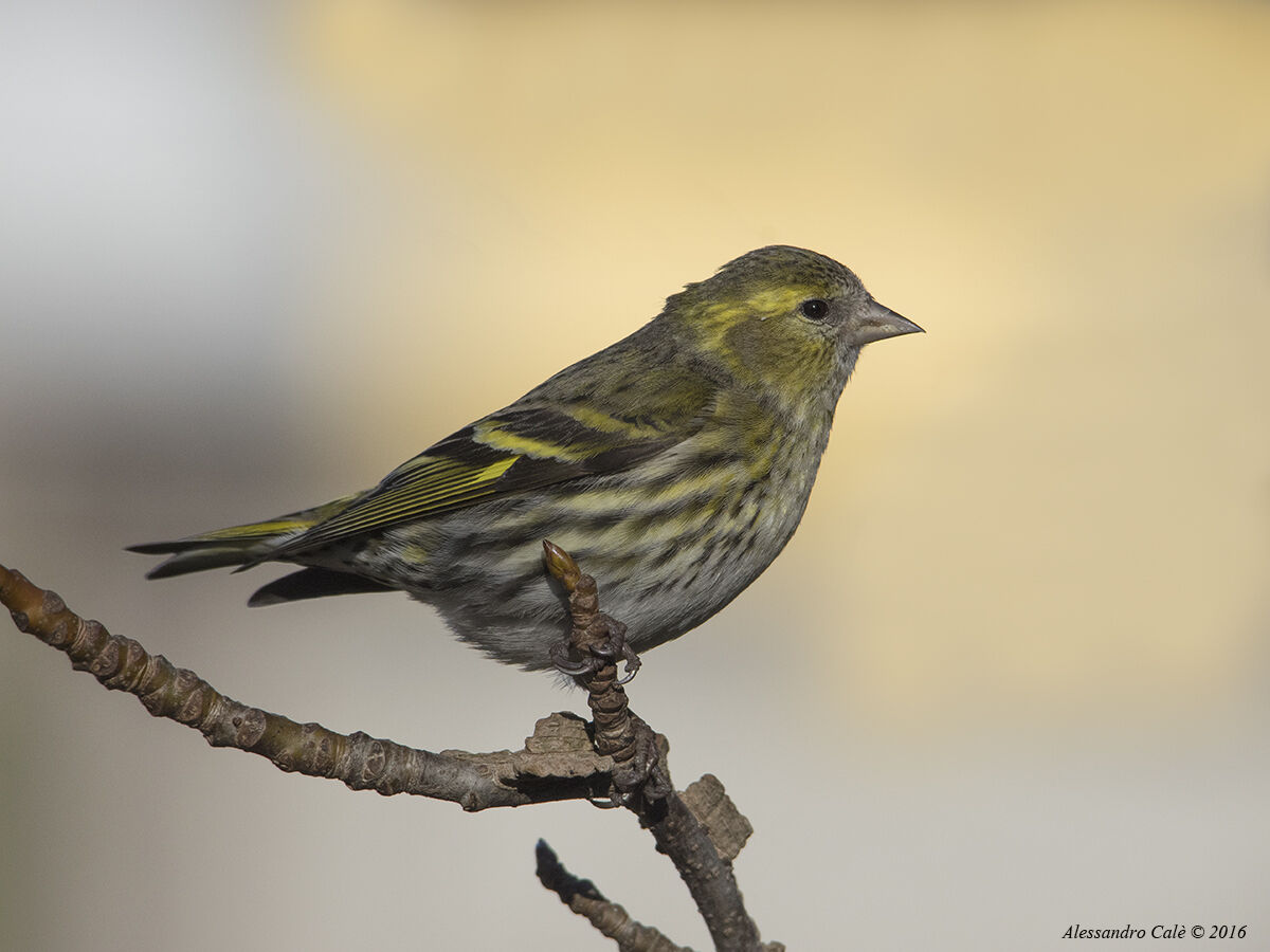 Carduelis spinus (Lucherino) 1385
