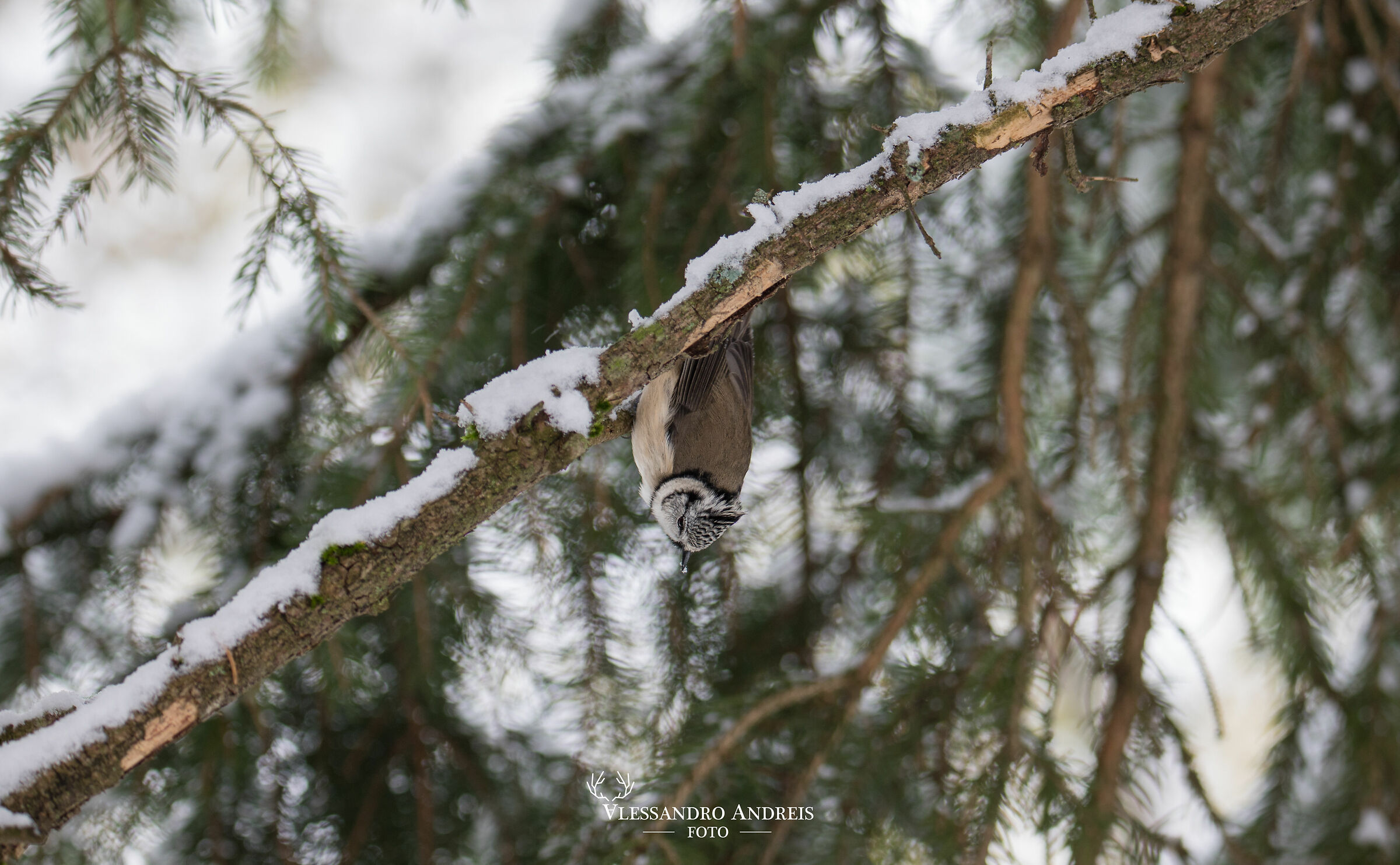 Cincia dal ciuffo a testa in giù
