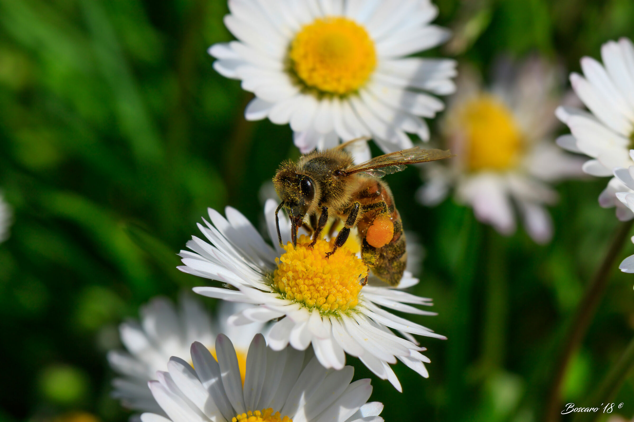 Bee on daisy