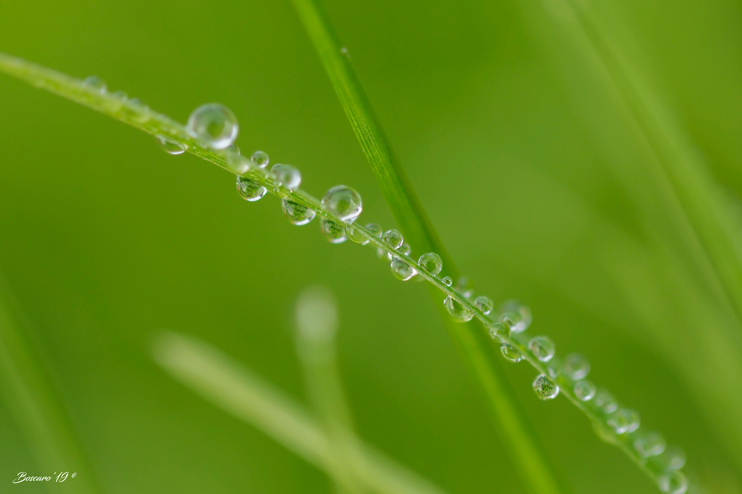 Dew on blade of grass